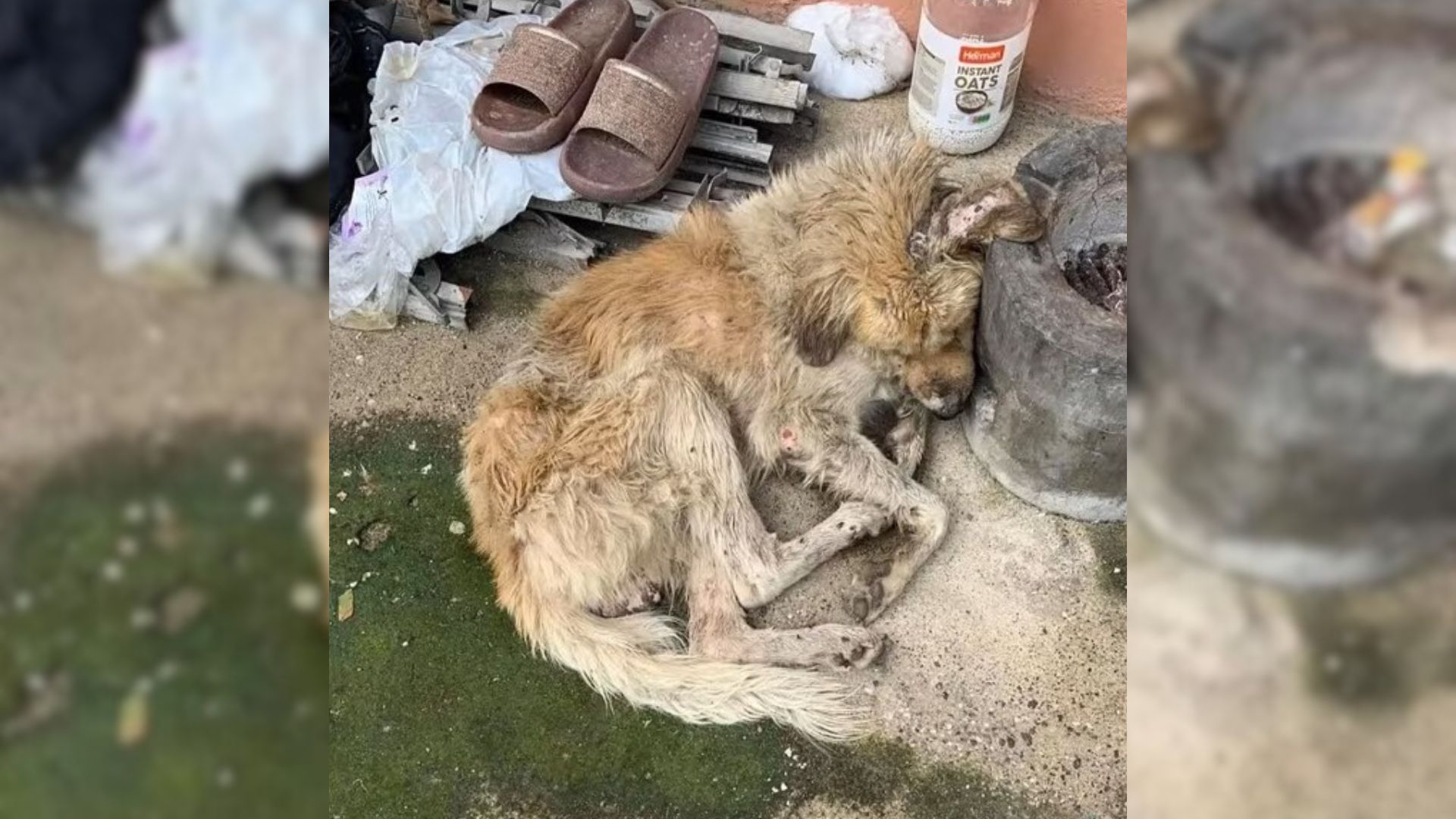 Injured Puppy Covered In Dirt Makes An Incredible Transformation After Being Saved