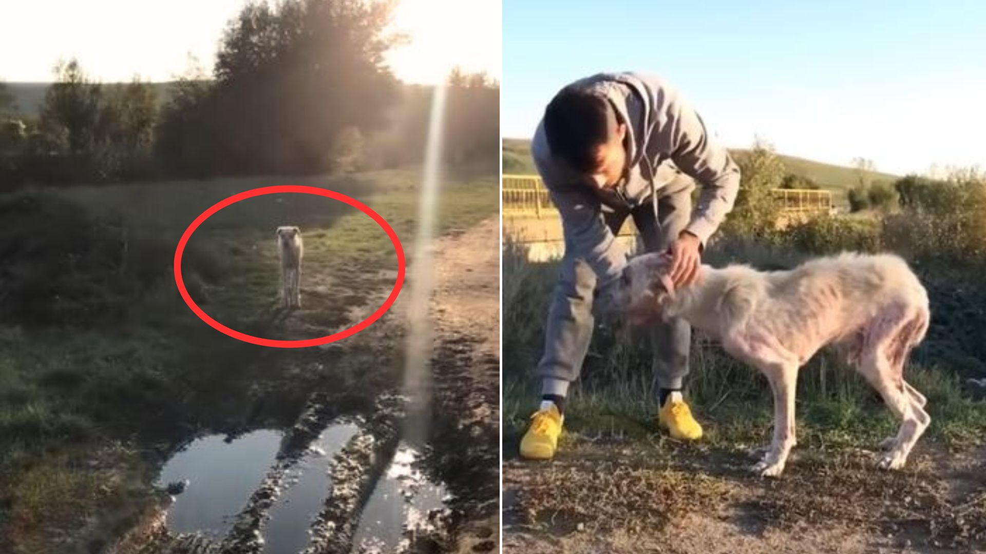 Passerby Shocked To Find Starving Dog In Remote Area Immediately Jumped Into Action