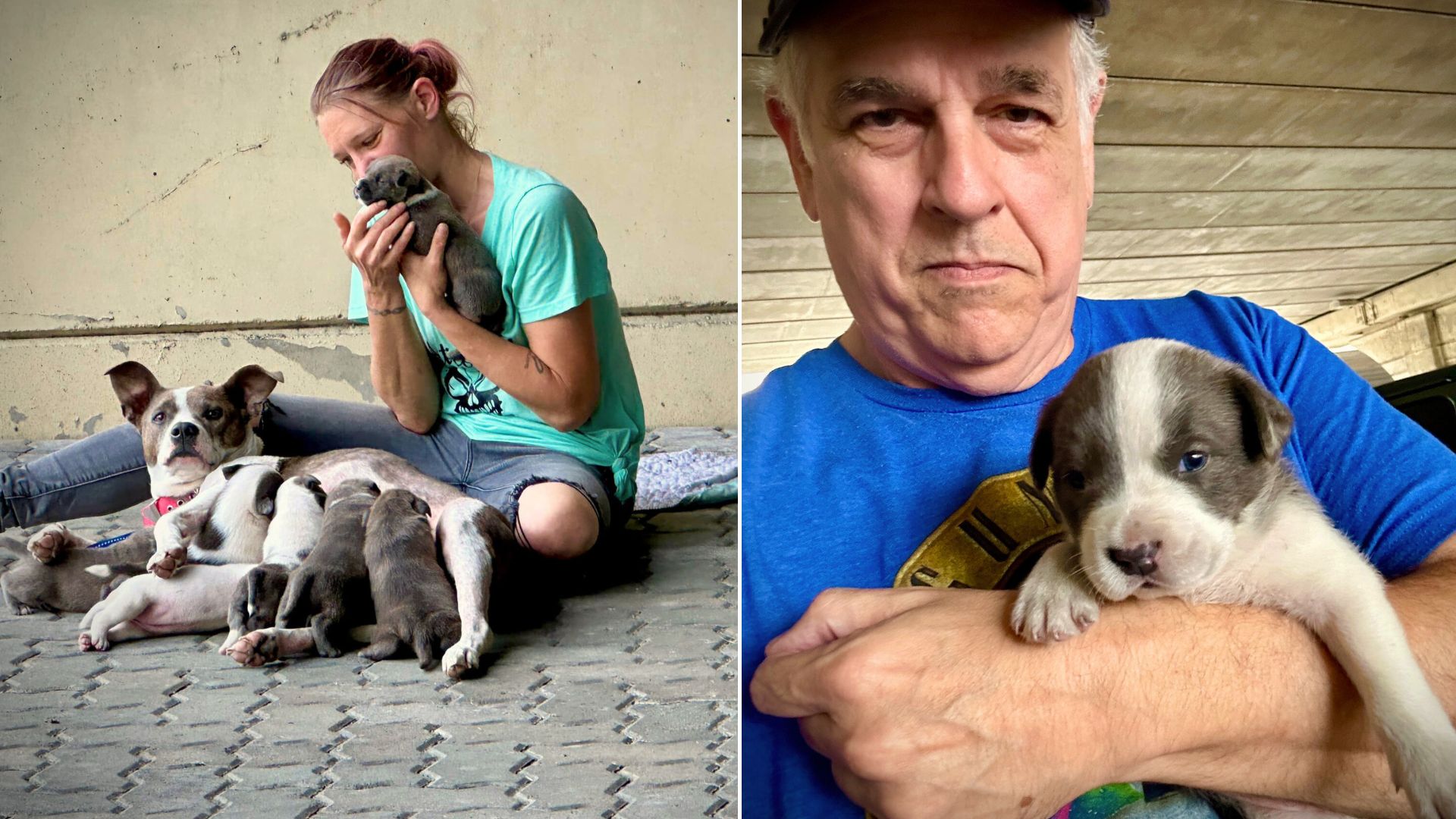 Kind Man Notices A Homeless Woman With 8 Puppies So He Offers Her A Helping Hand