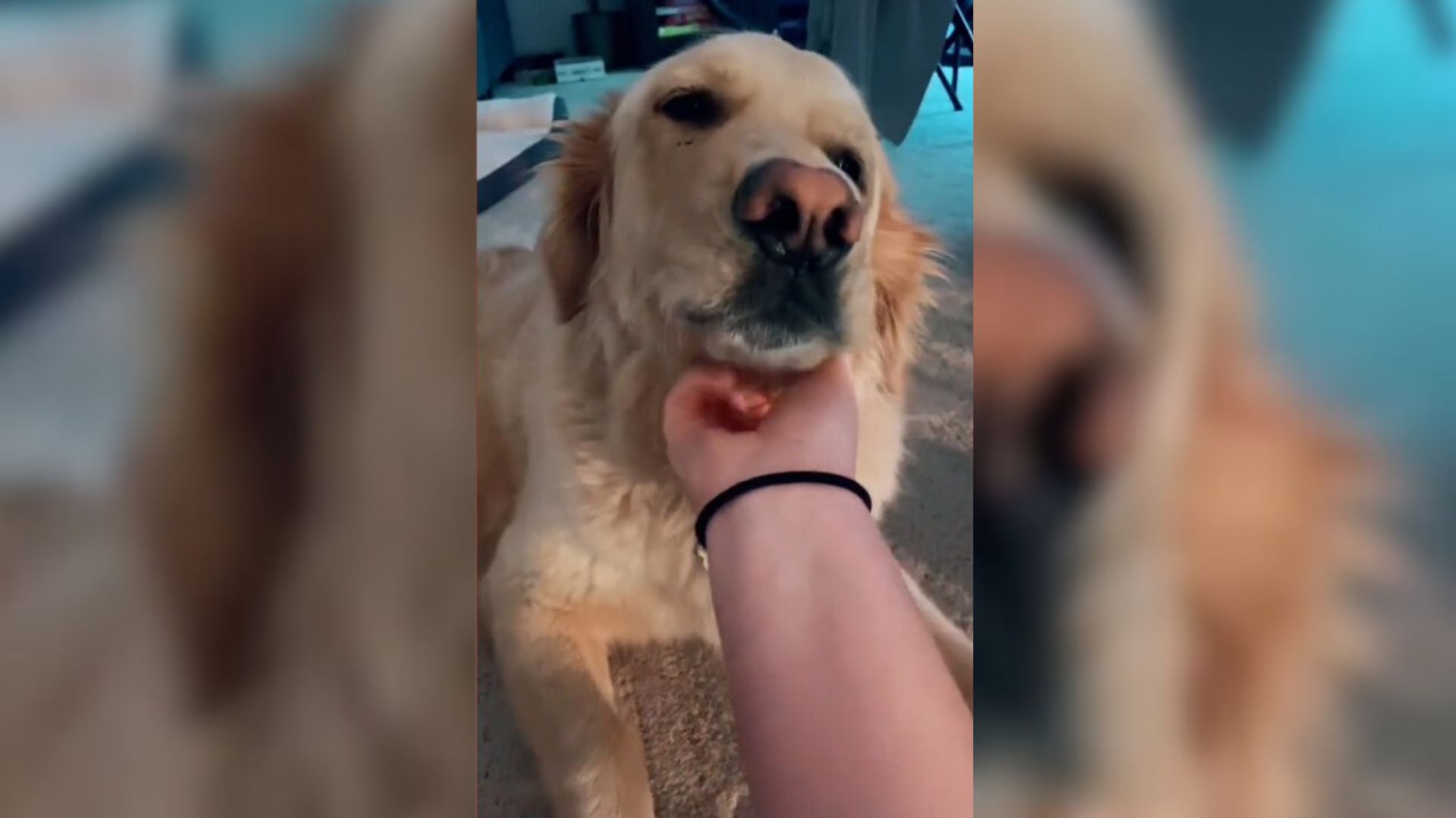 Kind Woman Adopts A Sweet Golden Retriever Who Has An Unusual Genetic Condition