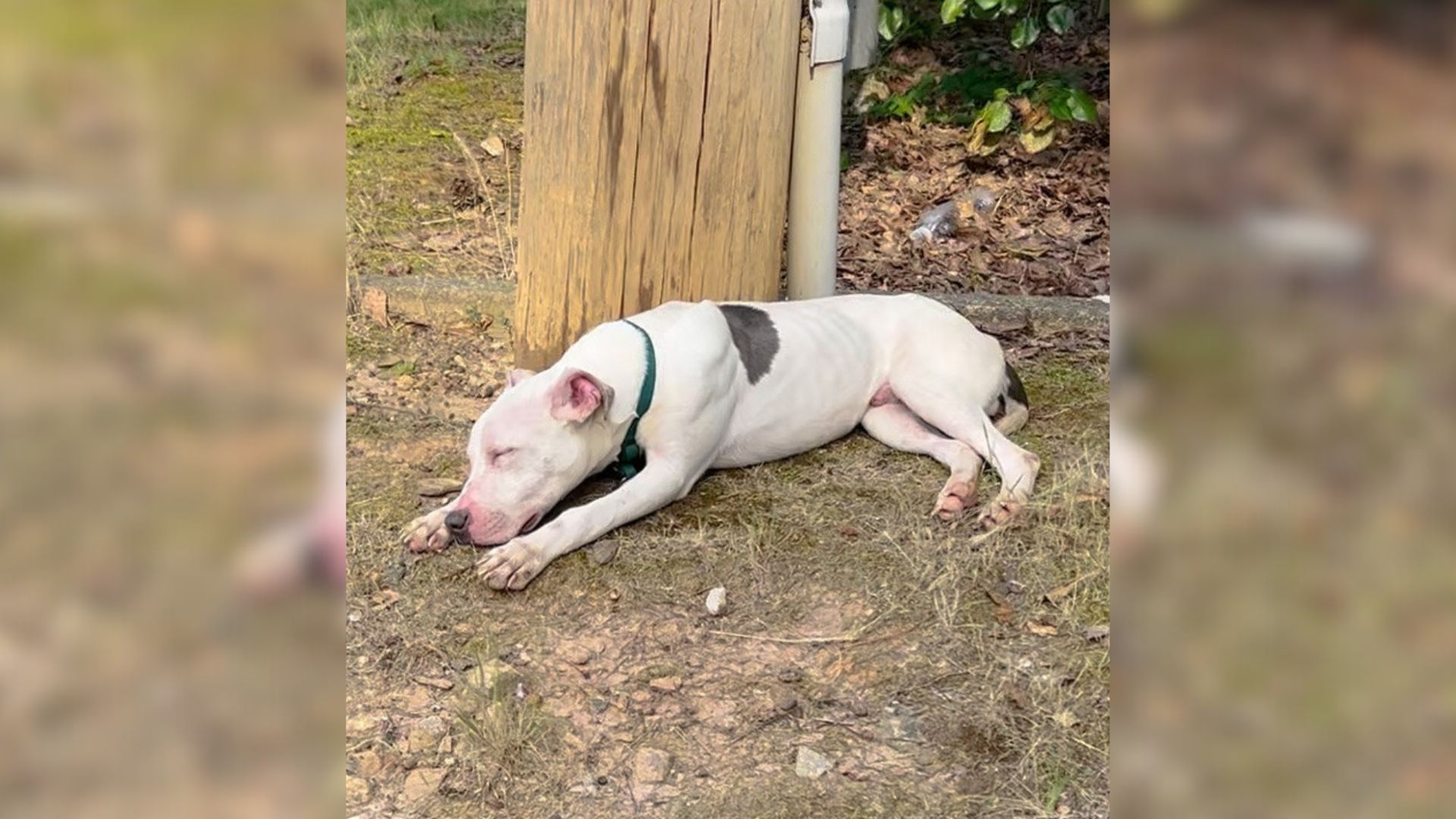 Kind Woman Noticed A Deaf Pup Sleeping Near A Pole And Decided To Give Him A New Chance