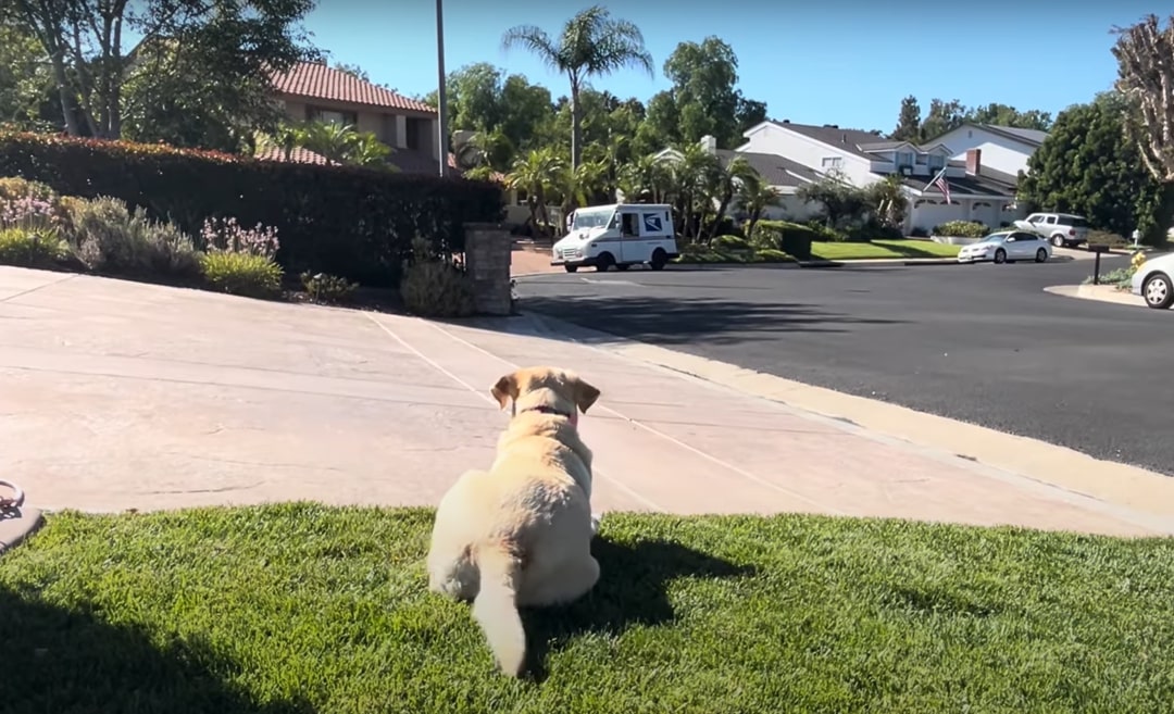 Labrador in yard