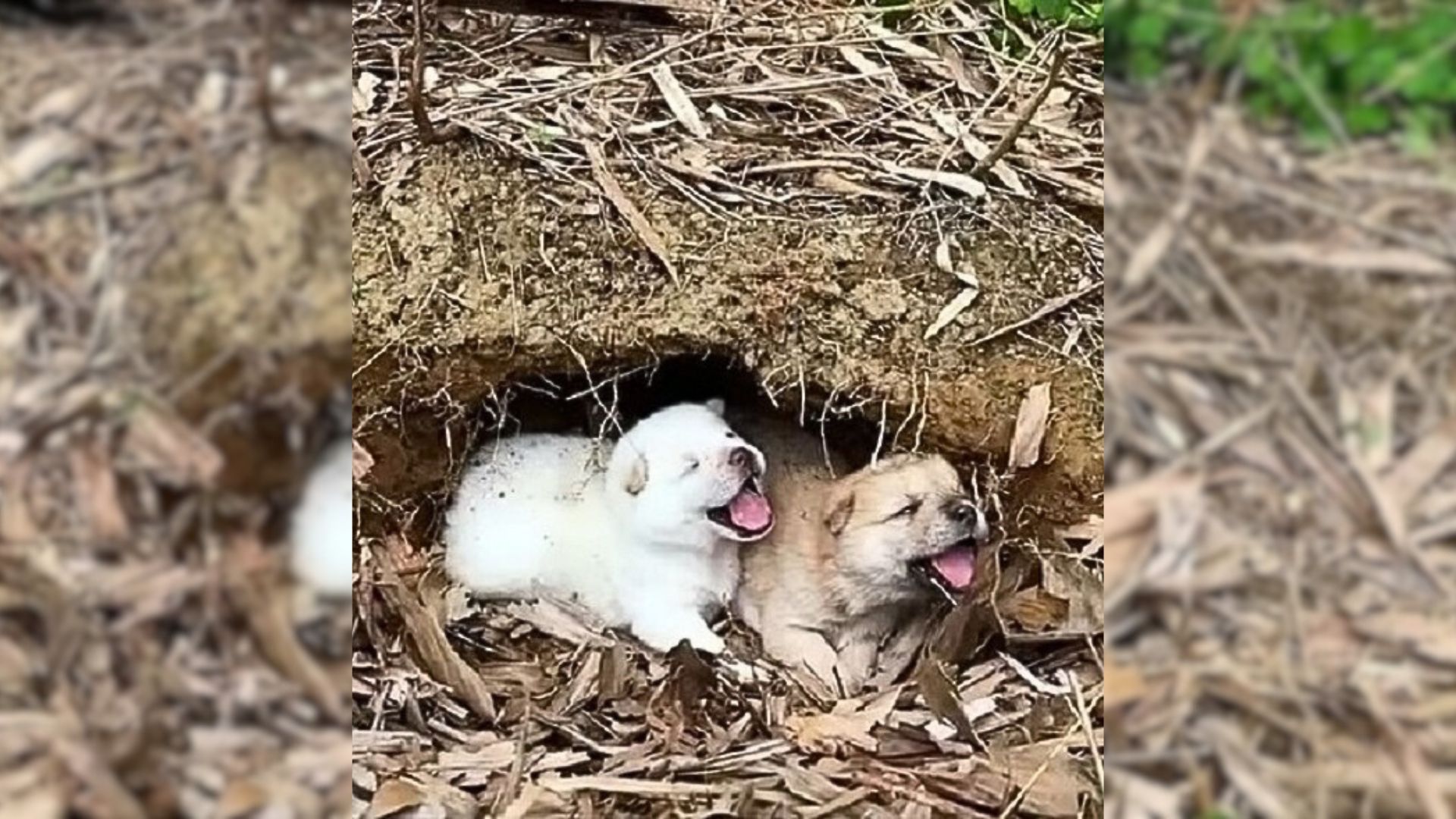 Fearful Two-Week-Old Puppies Curl Up In A Cave After Realizing Their Mom Is Gone