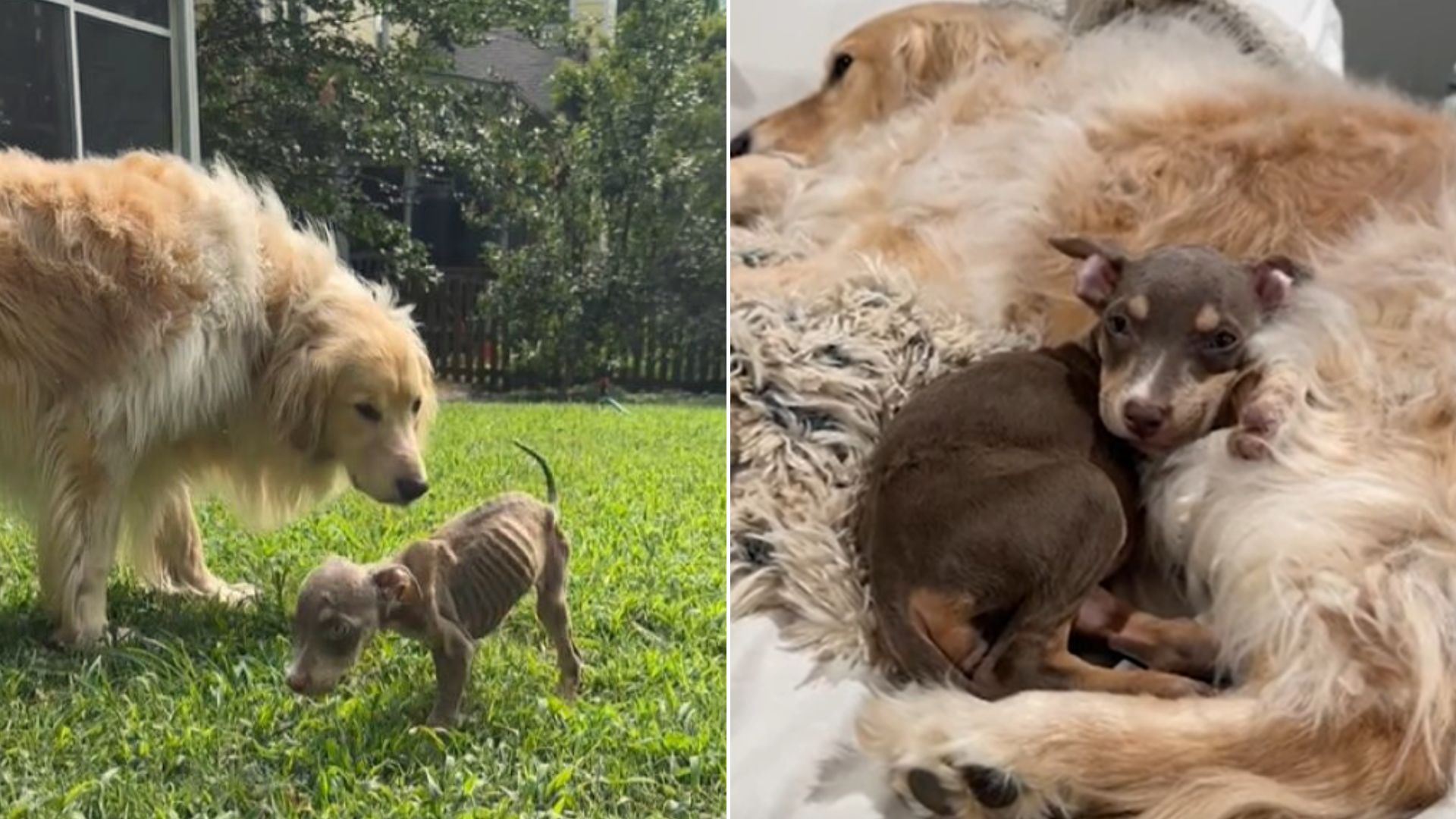 Malnourished Puppy Saved By A Kind Person