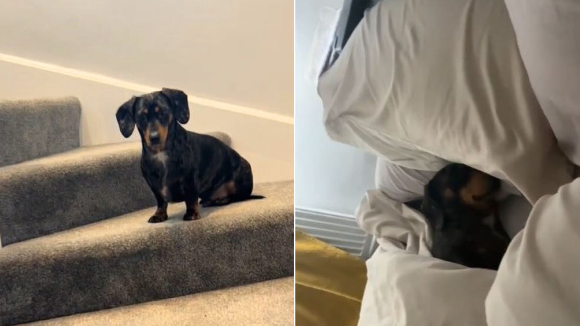 Man Adopted A Dachshund To Be More Motivated To ‘Go Out’ But His Plans Were Different