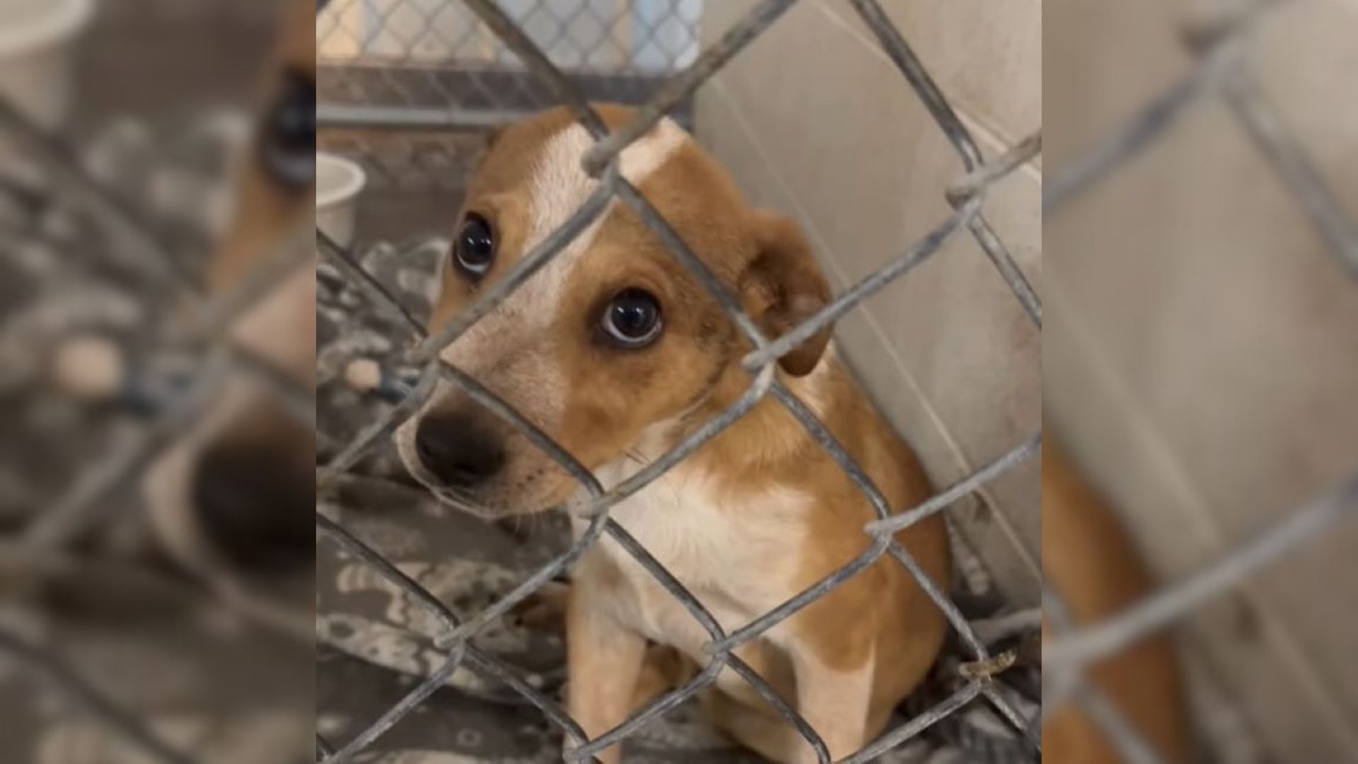 Man Came Into A Shelter To Adopt A Dog And Then Met A Puppy Who Completely Stole His Heart