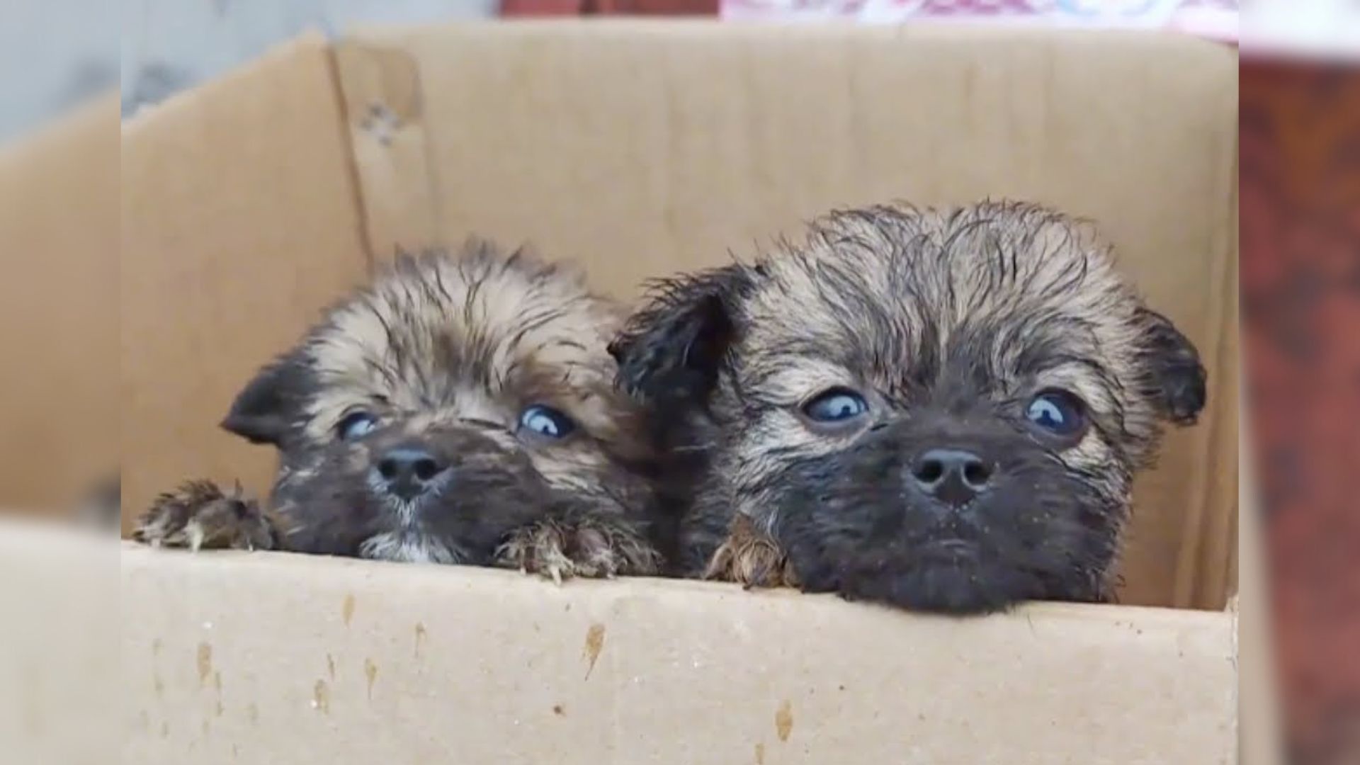 Man Was In Disbelief When He Realized What Was In A Small Box He Found On The Street