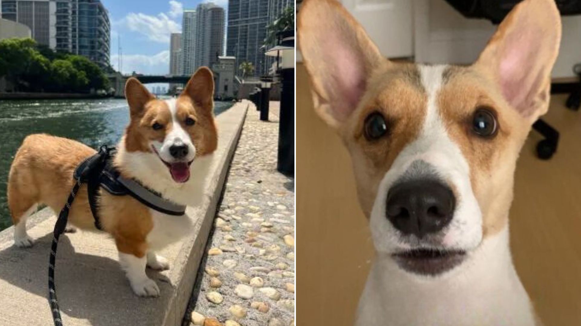 Mom Took Her Daughter’s Dog To Groomer To Do Her A Favor But Brought Tears To Her Eyes Instead