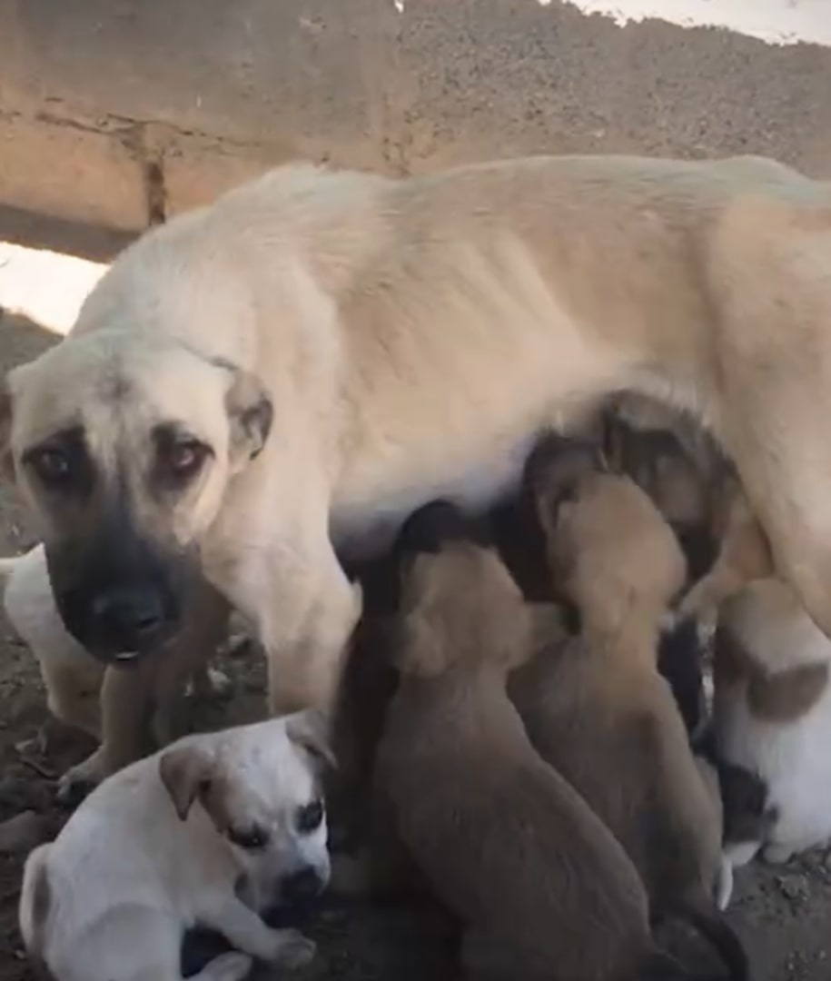 Mother dog and many puppies