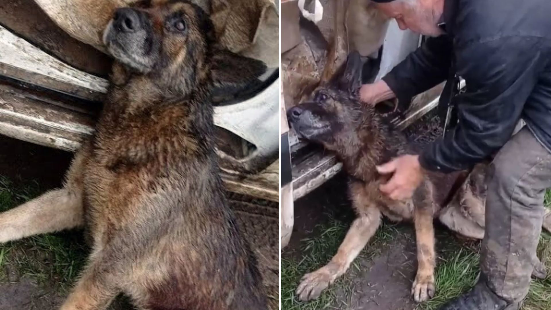 Motionless Dog Finds Last Strength To Reach Rescuer’s Car And Begs For Help