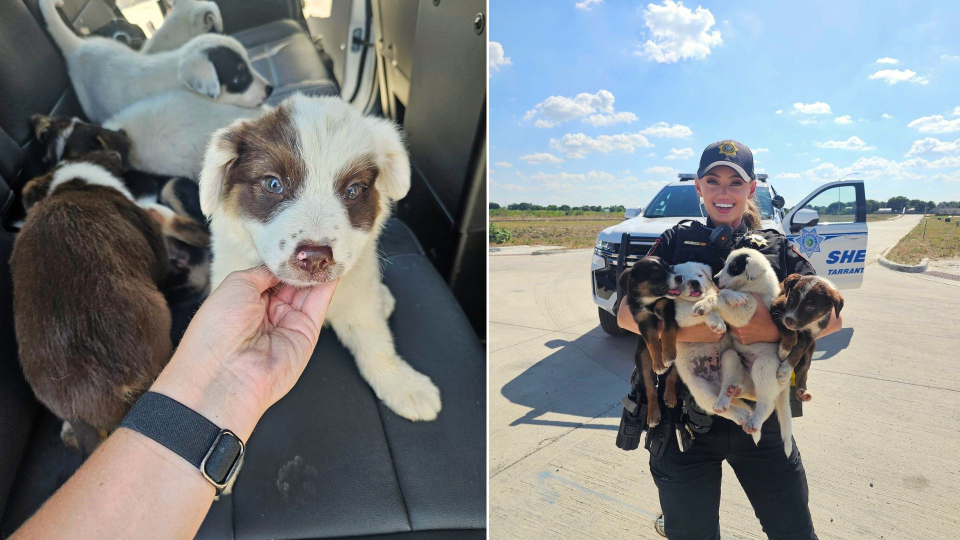 Litter Of 8 Puppies Cruelly Locked In A Carrier And Dumped In A Field On A 100-Degree Day