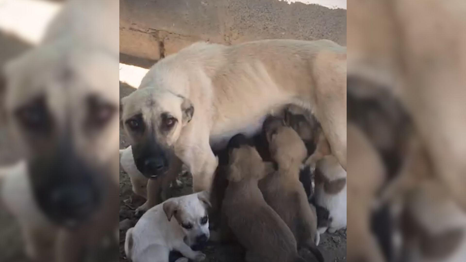 Owner Couldn’t Afford To Care For Mom Dog And Her 8 Pups, So The Rescuers Stepped In