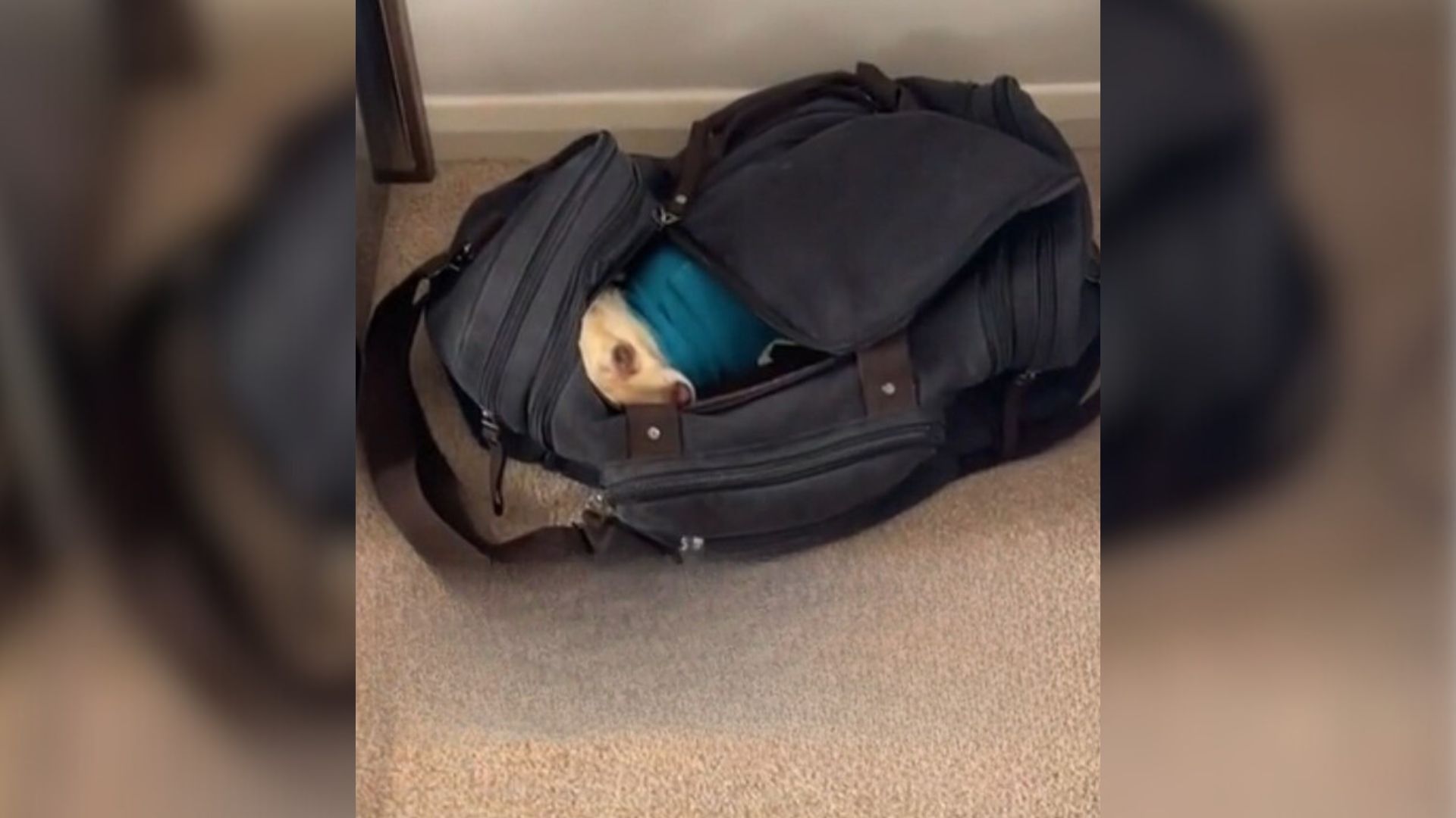 Owner Who Noticed Her Dog Was Nowhere To Be Seen Finds Her In The Most Unusual Spot