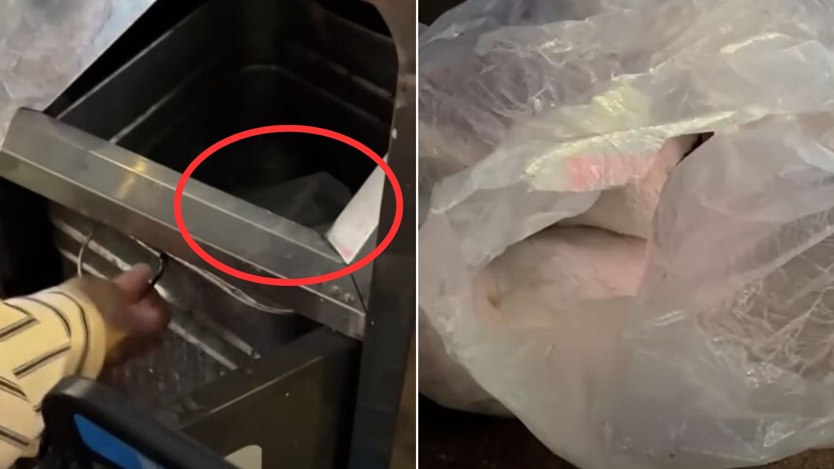 Good Samaritan Noticed A Loud Noise Coming From A Trash Bin And Then Realized What Was Going On