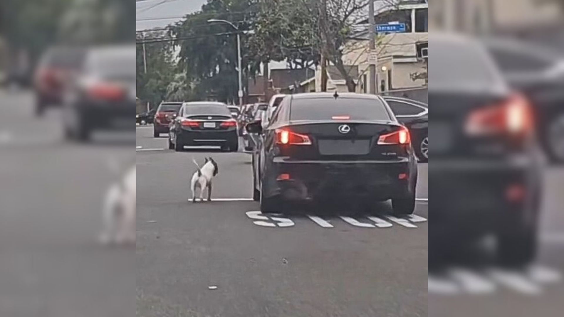 Loyal Dog Kept Chasing His Owner’s Car Even After Being Abandoned And Thrown Out Of It