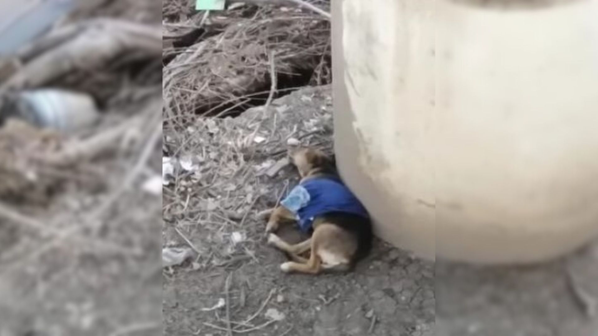 Passerby Couldn’t Believe His Eyes When He Saw A Sweet Pup Stuck Near A Bridge Pillar