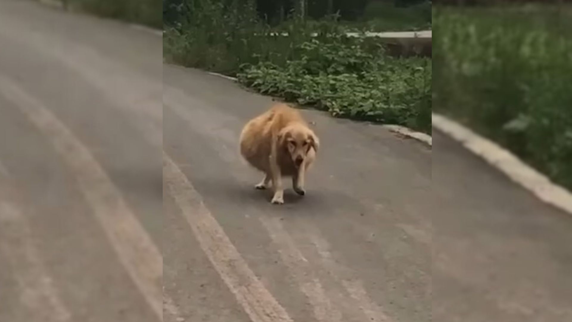 dog with large belly