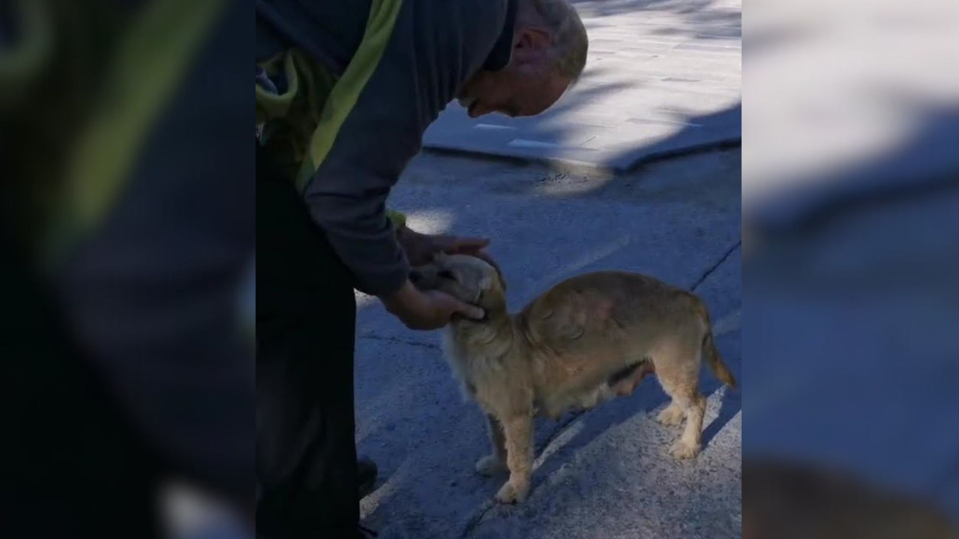 Pregnant Stray Dog Keeps Visiting Man’s House, Hoping To Find Help