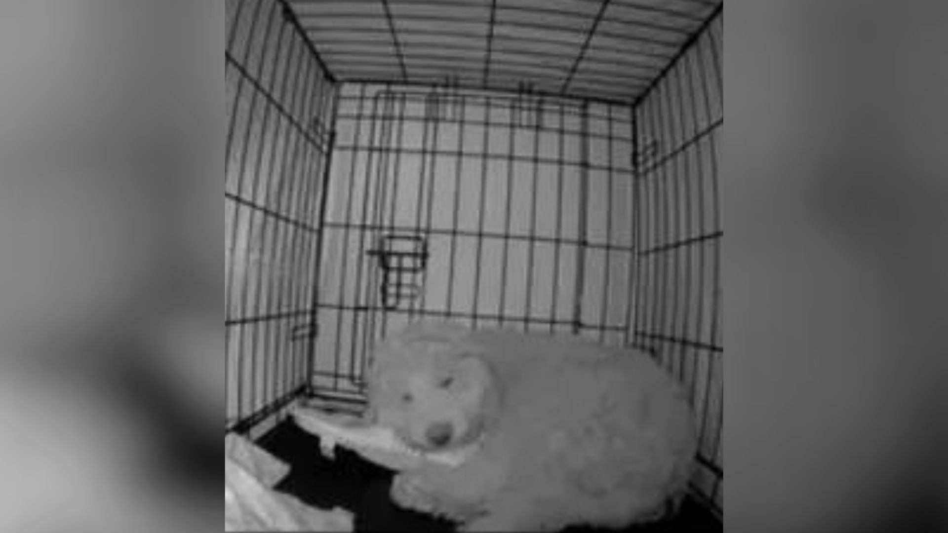 Puppy Couldn’t Sleep, A Hidden Camera Captured What He Was Doing In His Crate