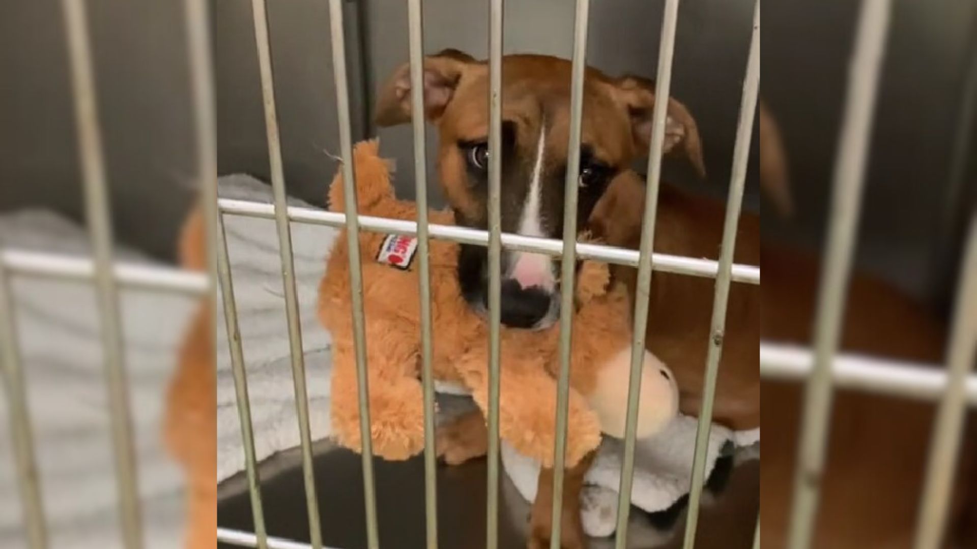 Puppy's Sad Face After She Was Returned To The Shelter