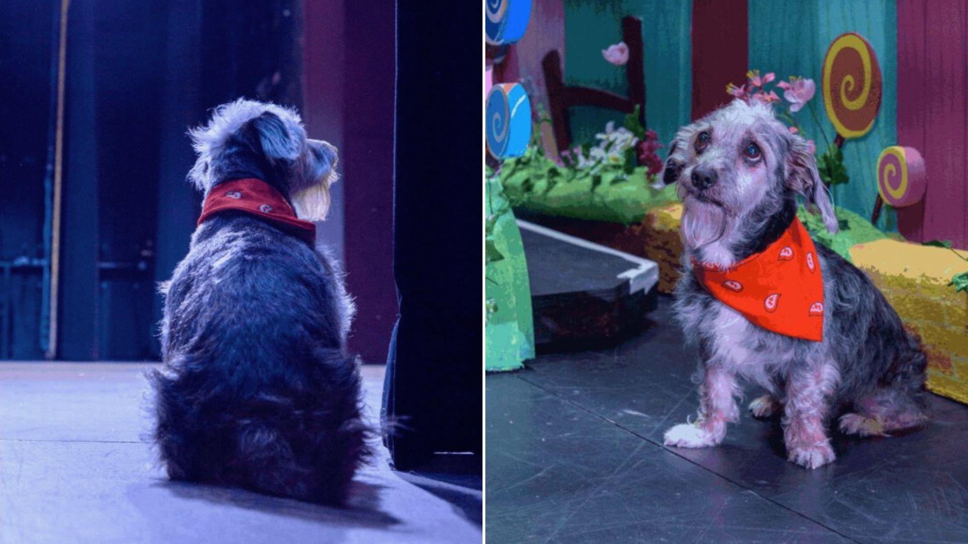 Rescued Senior Dog Becomes A Theatre Superstar After Being Spotted On The Street