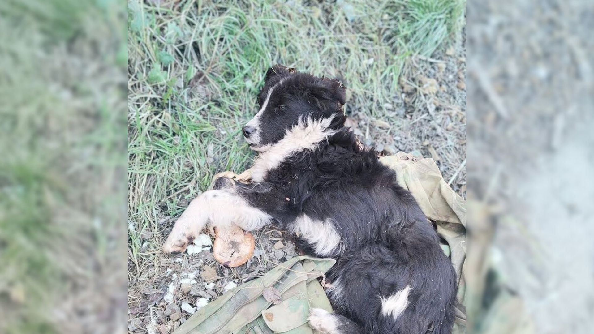 Rescuer Found Abandoned Pup Lying On A Shirt Near The Road And Immediately Rushed To His Aid