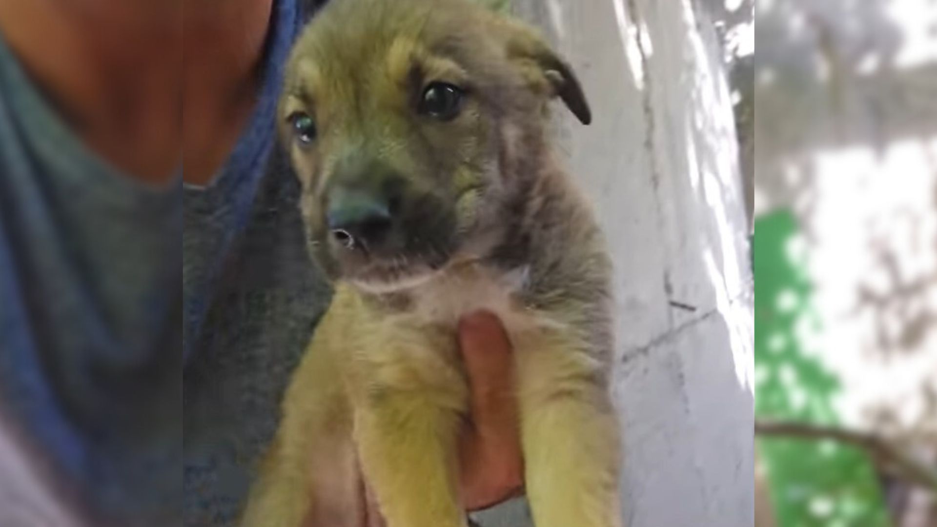 pup found in an abandoned building