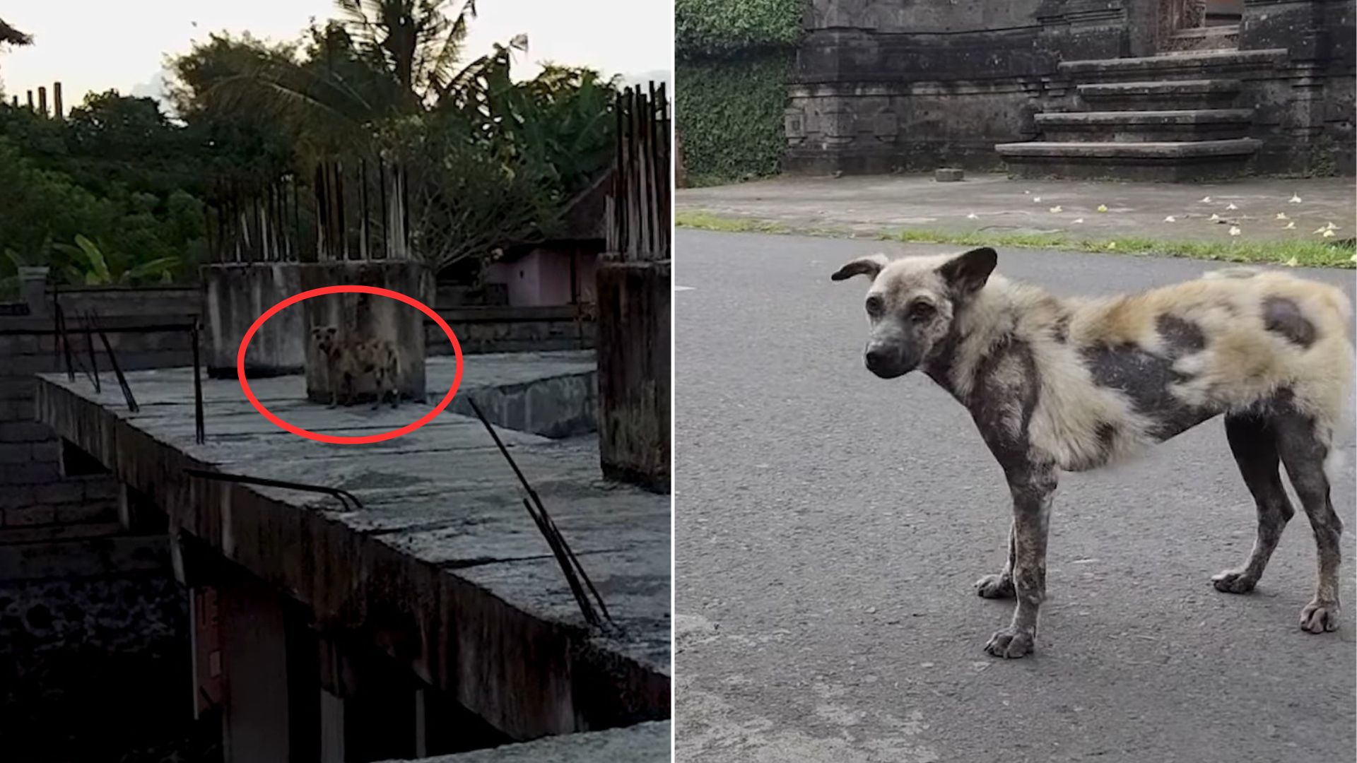 Rescuer Tried To Save A Hyena-Looking Dog For Weeks And Then He Finally Caught A Break