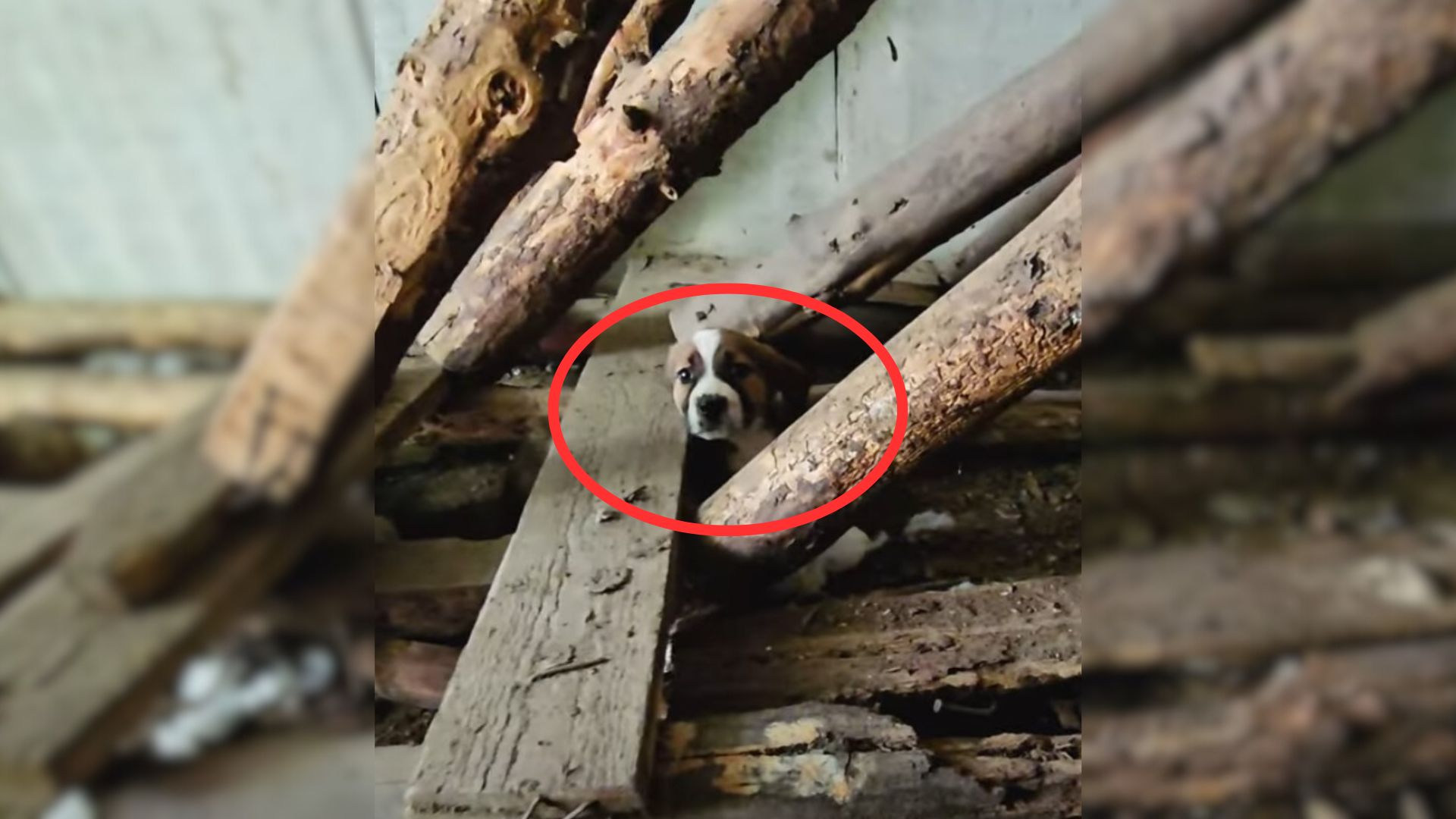 Rescuer Was Revealed When He Saw A Little Tail Wagging Form