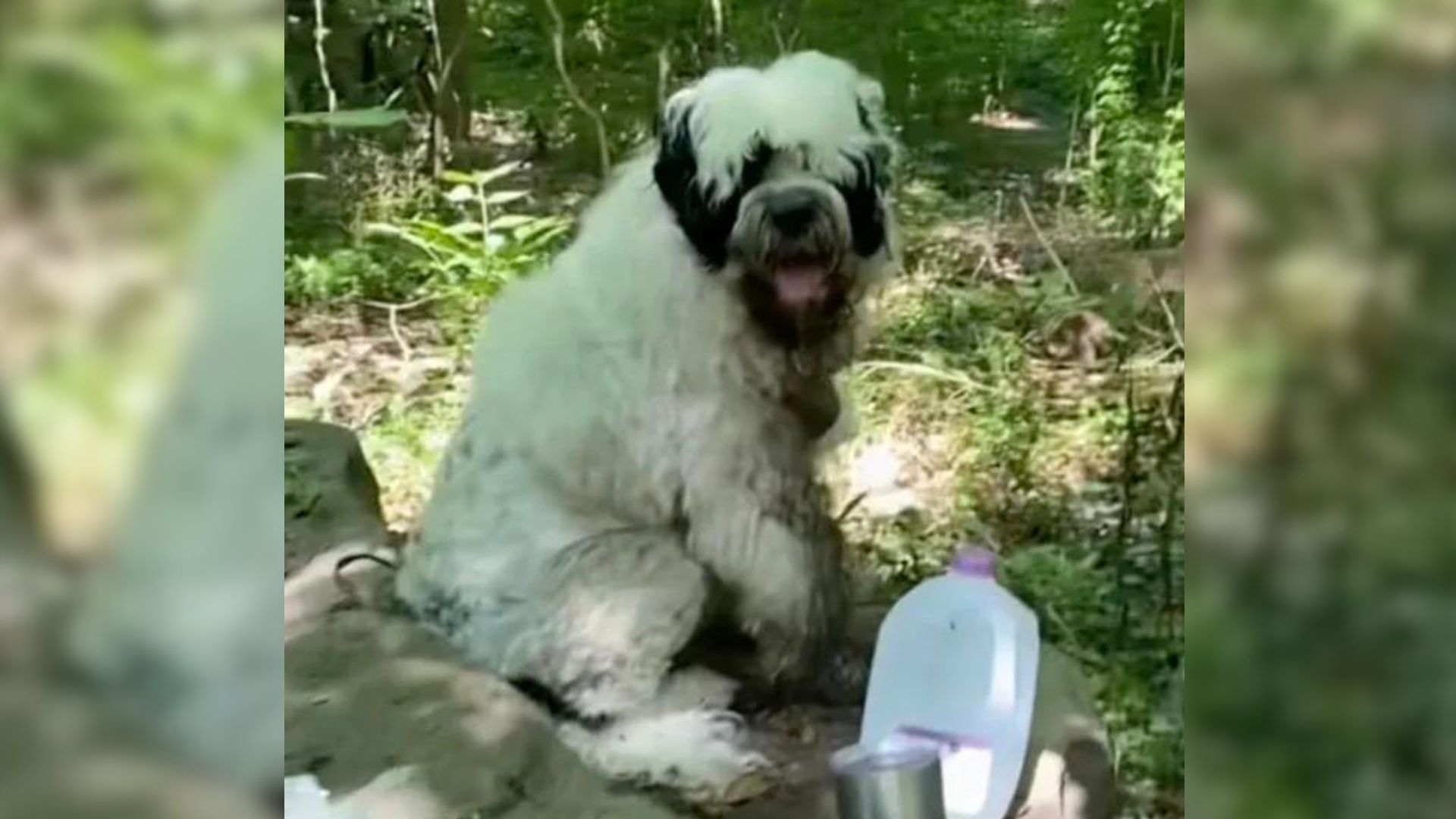 After Rescuing An Abandoned Dog From The Woods, Woman Devastated To Discover Her Past