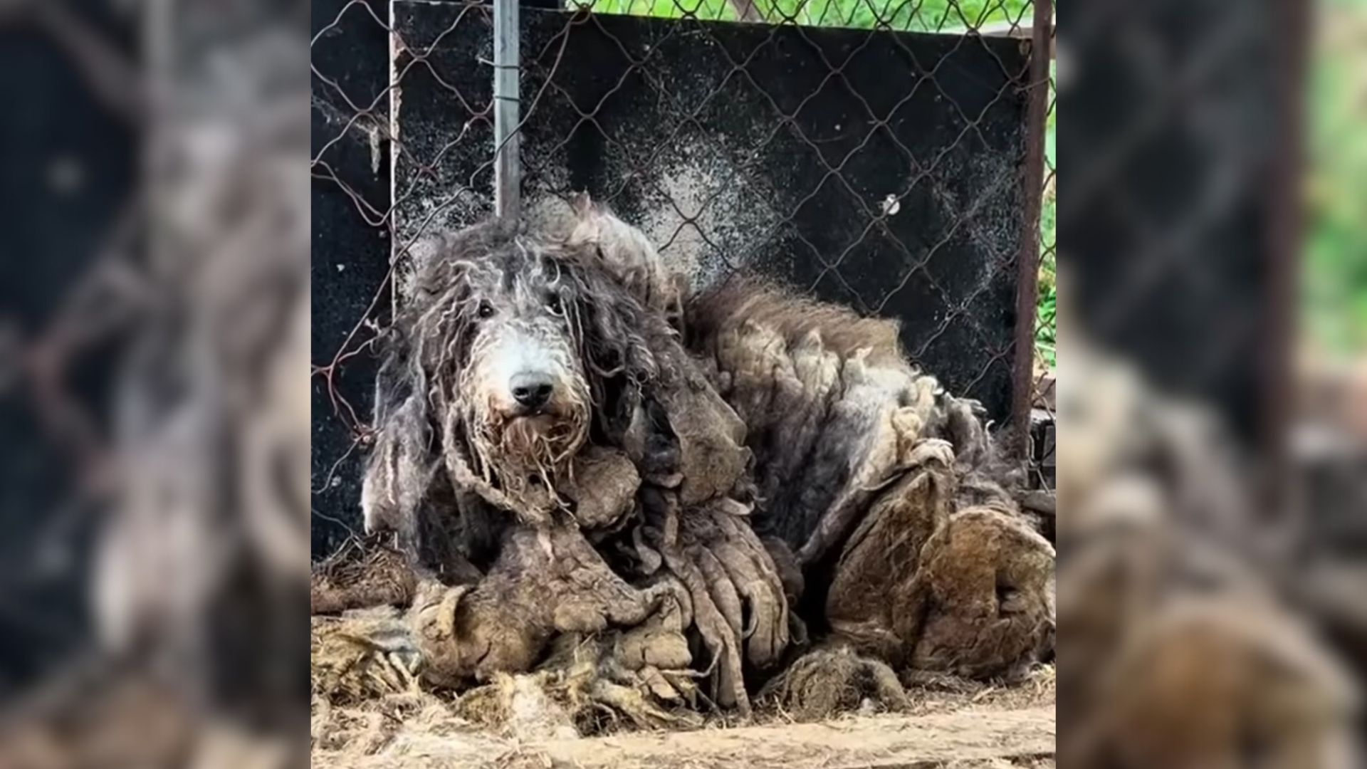 dog with big fur