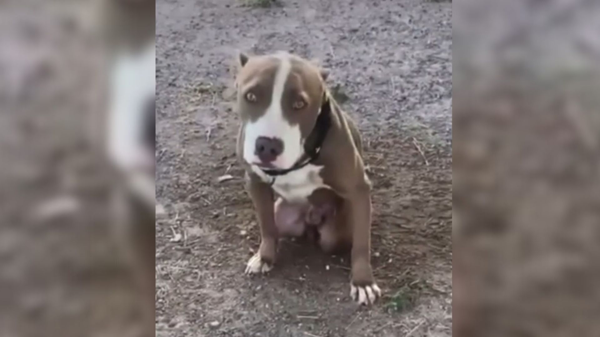 Rescuers Couldn’t Believe The Amount Of Sadness They Saw In The Eyes Of This Abused Pit Bull