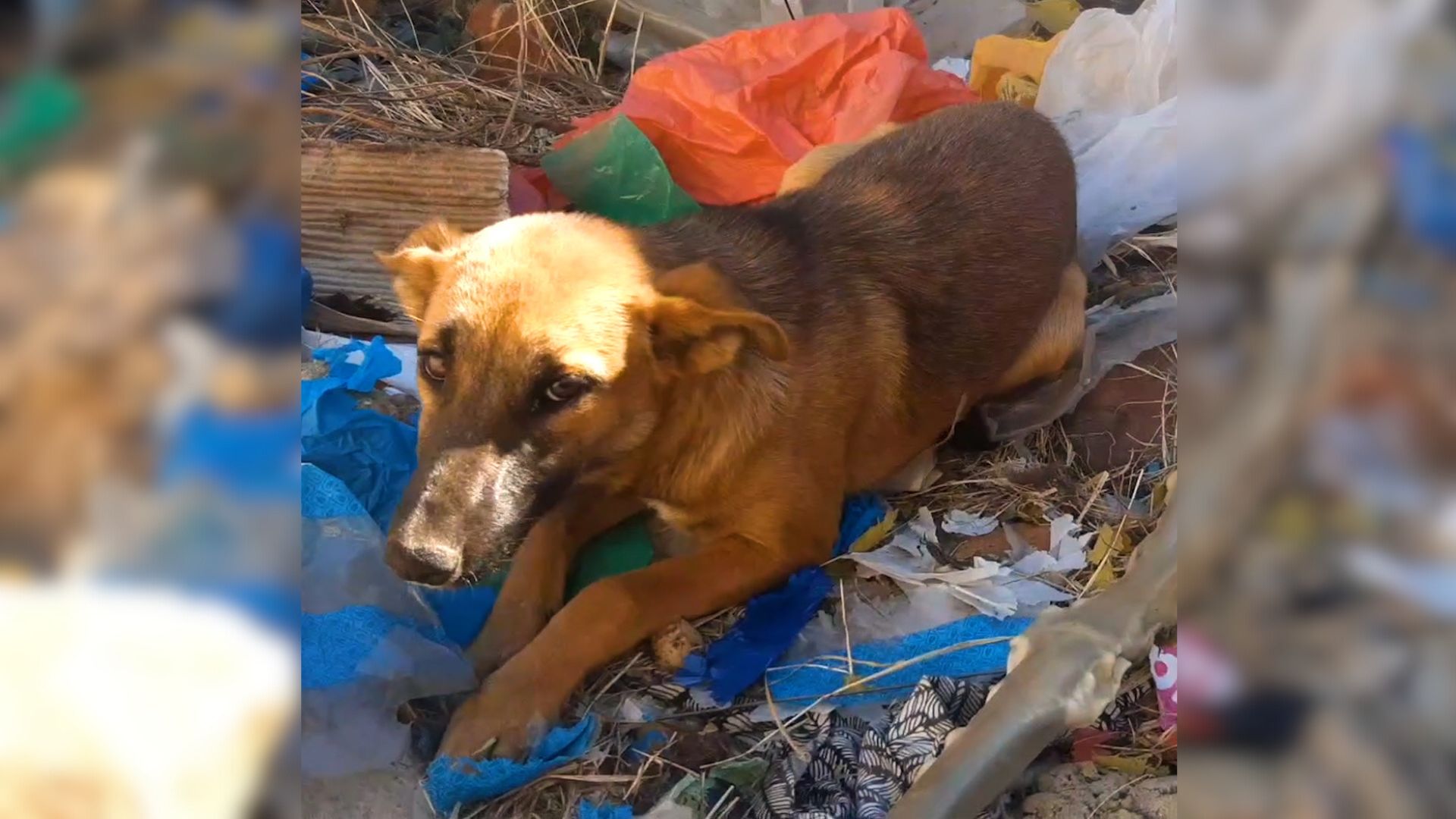 motionless dog on garbage lying