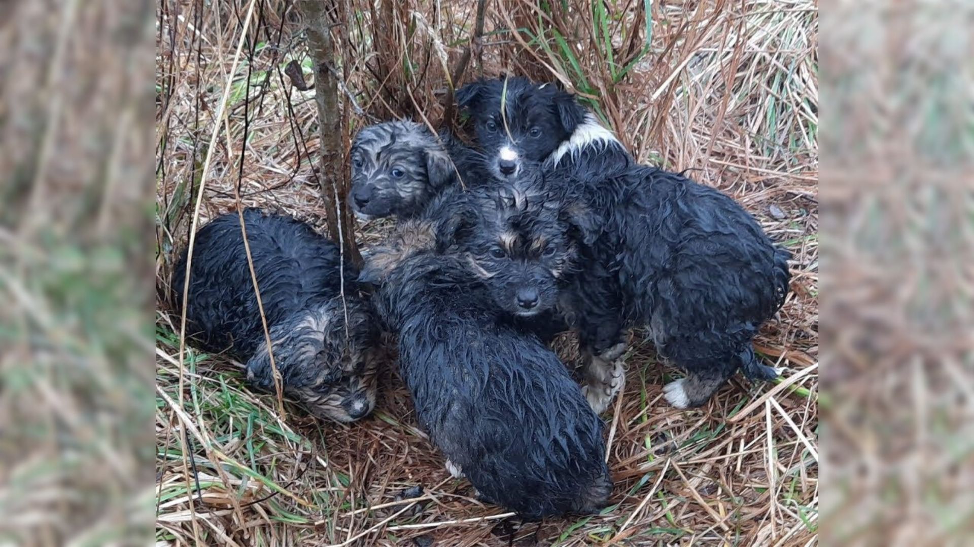 Hiker Shocked To Discover 6 Helpless Furry Babies Struggling On A Mountain Top