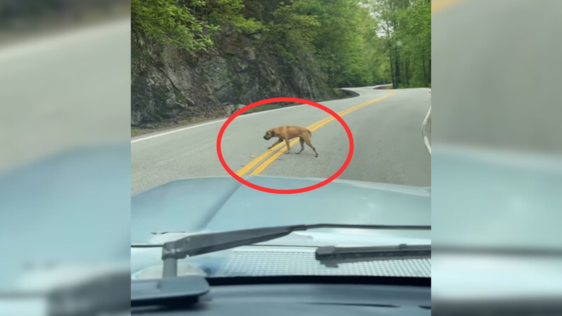 This Dog Saved From The Busy Mountain Road In Georgia Has A Tragic Backstory