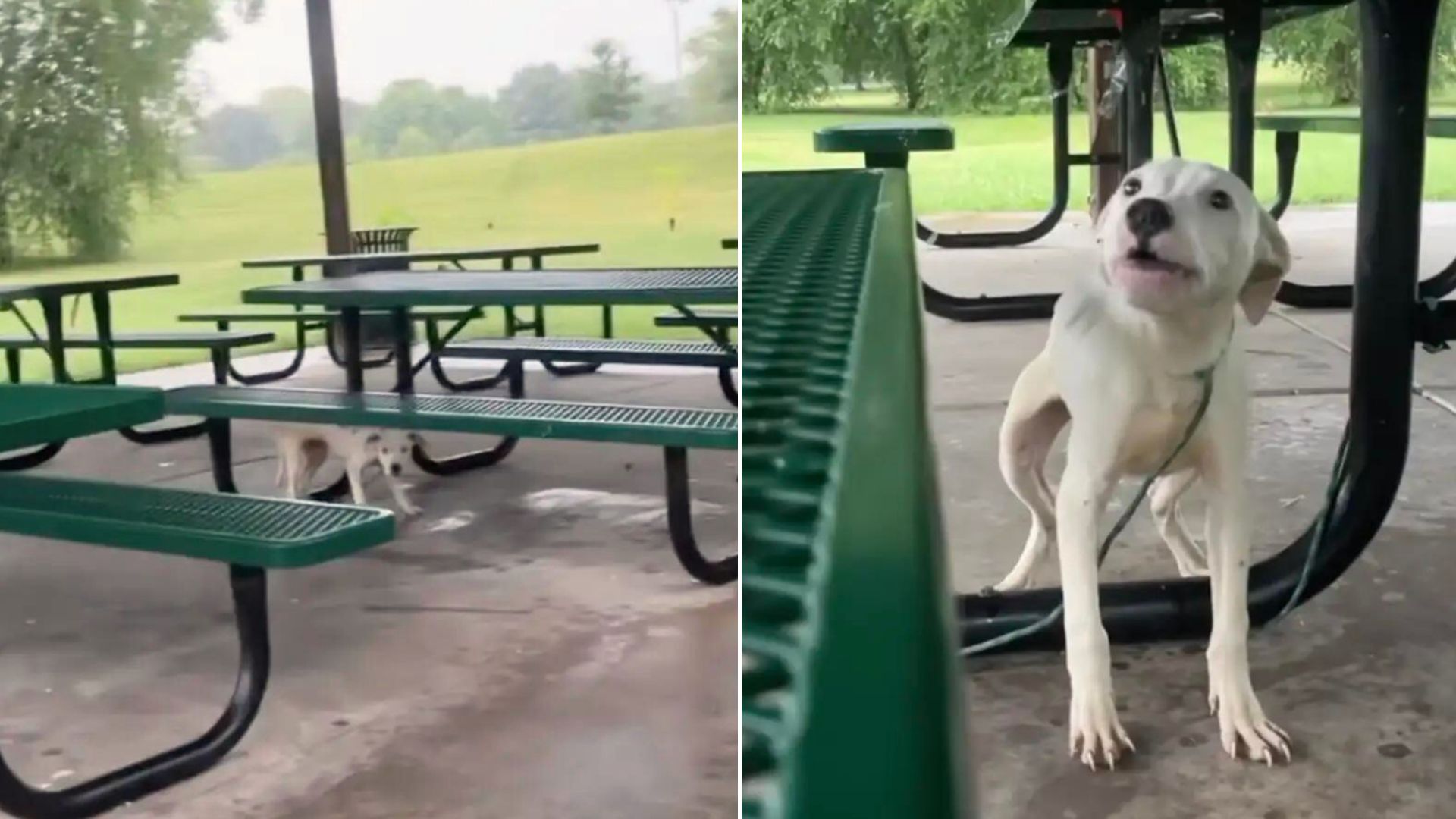 Rescuers Were In Disbelief When They Found This Sweet Dog Tied To A Picnic Table