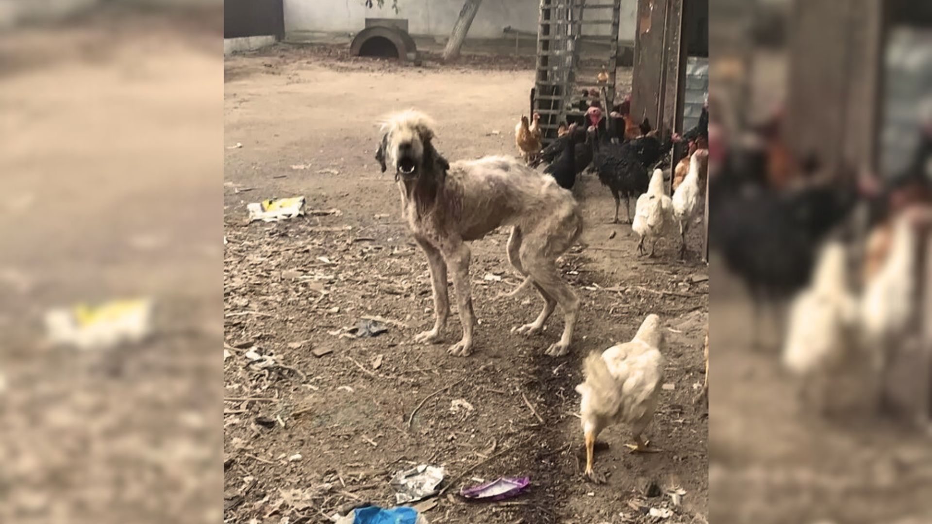 Rescuers Were Shocked To Find This Malnourished Dog Living Near A Chemical Factory