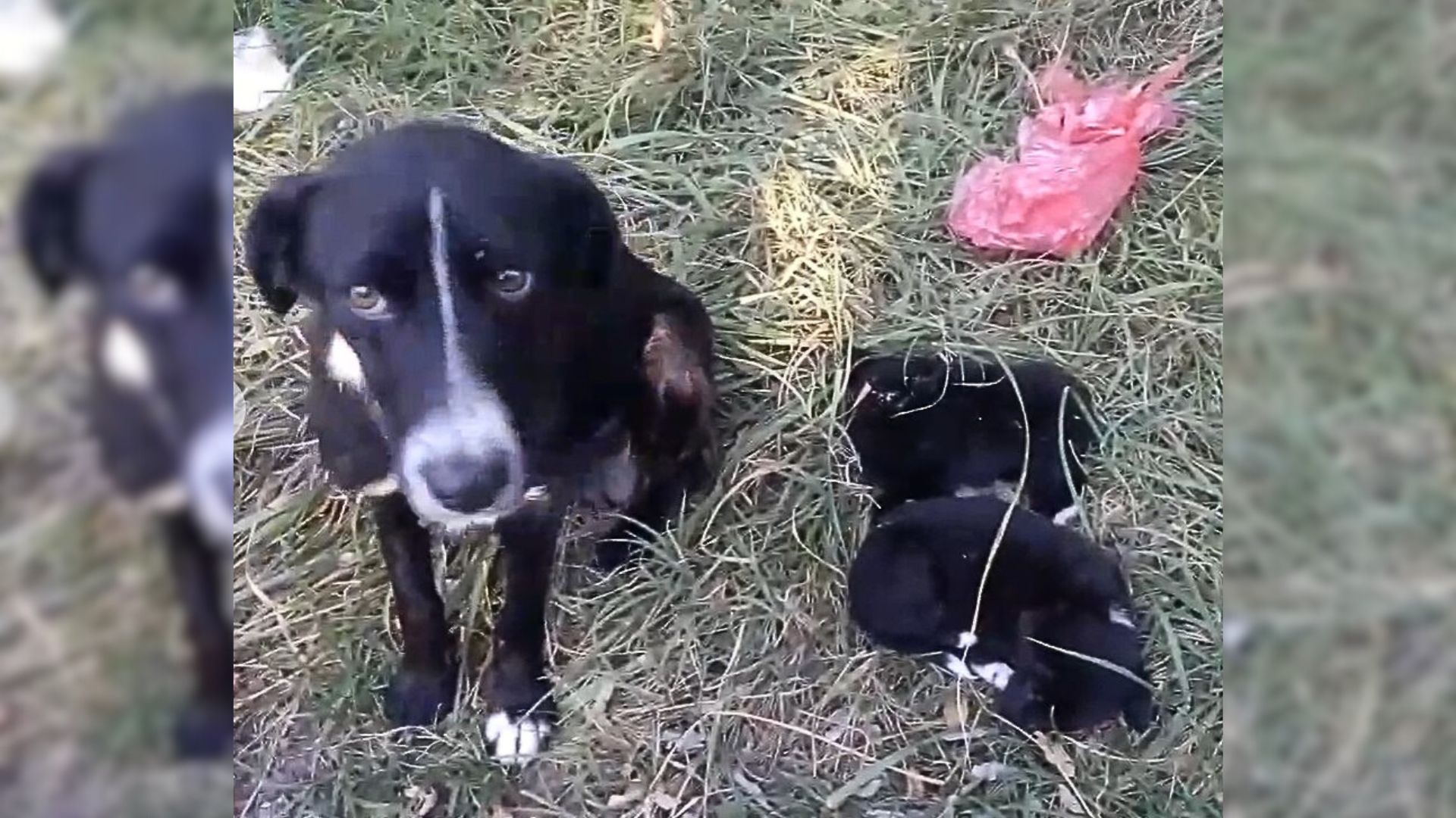 Sad Mama Dog Looked At The Rescuer With Tearful Eyes, Pleading Her To Save Her Injured Babies