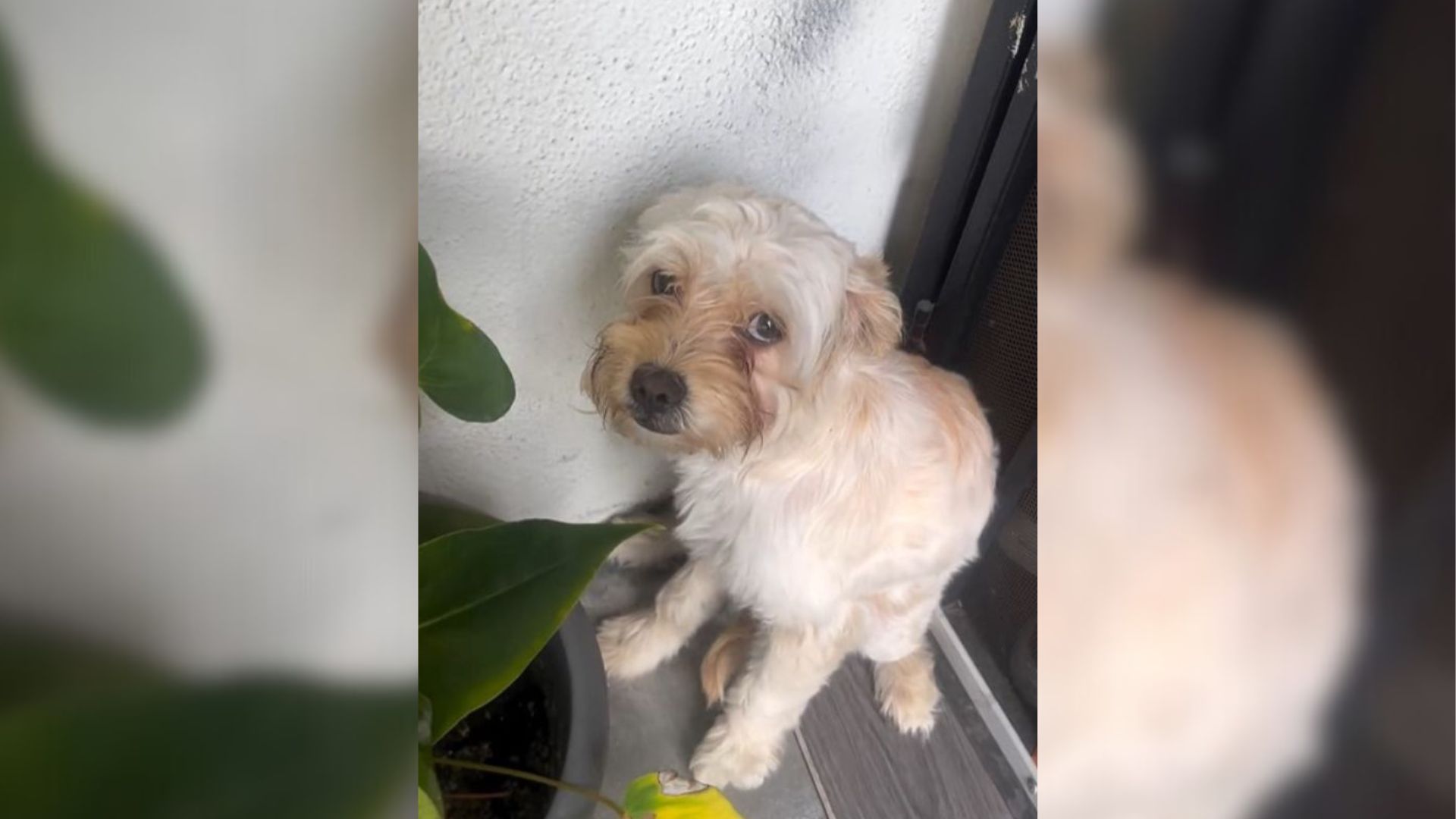 Scared Puppy Who Kept Waiting For Her Owners After They Left Her Behind Finds Her Happily Ever After