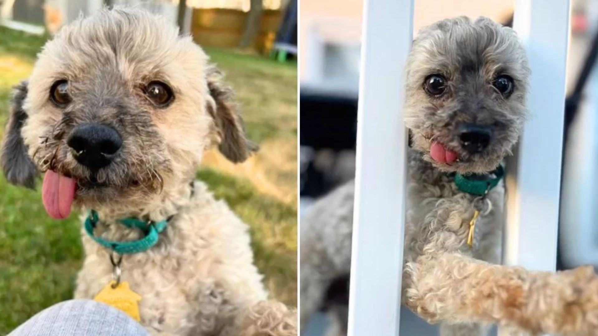 Senior Toothless Poodle Begs For A Family To Love Him In His Golden Years