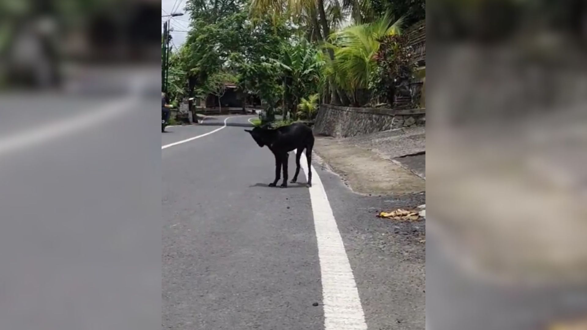 severely injured dog on the road