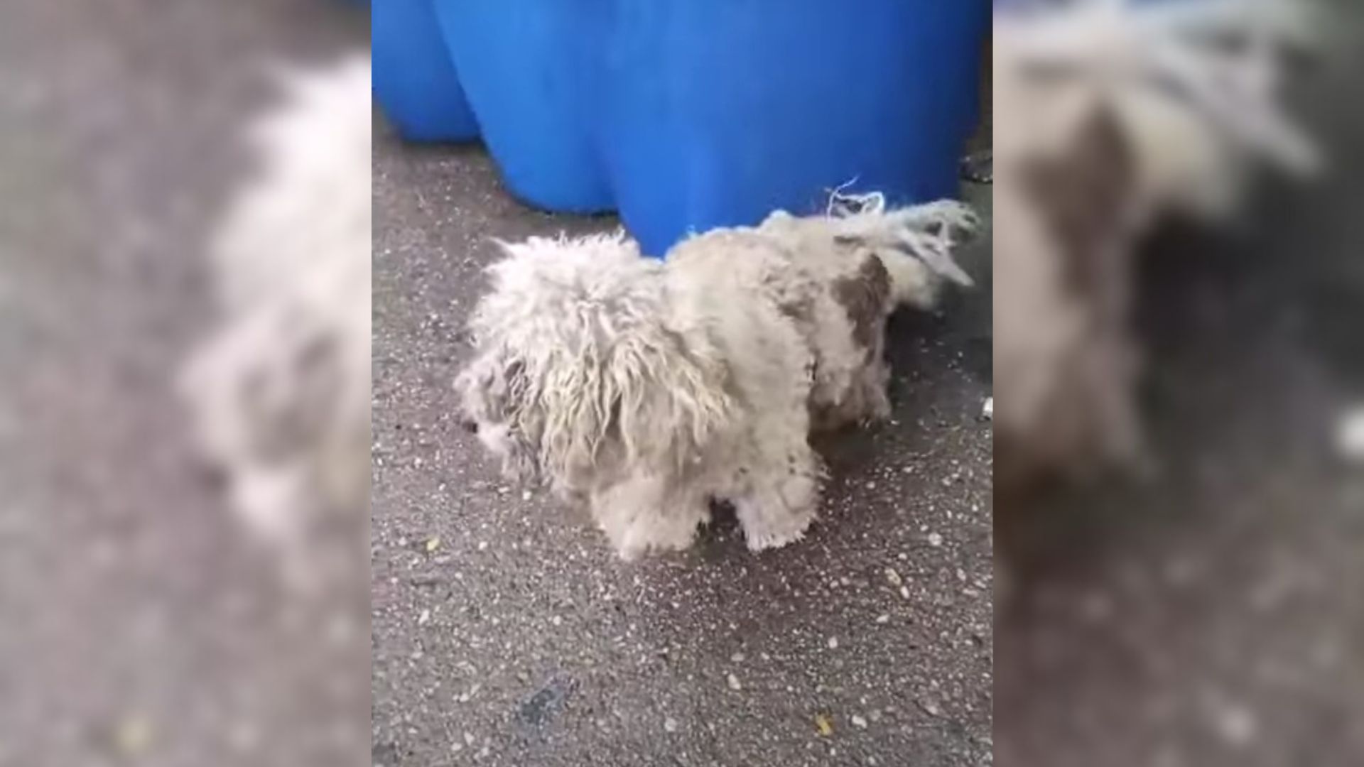 Severely Matted Dog Limped On A Busy Road All Alone, But No One Wanted To Help