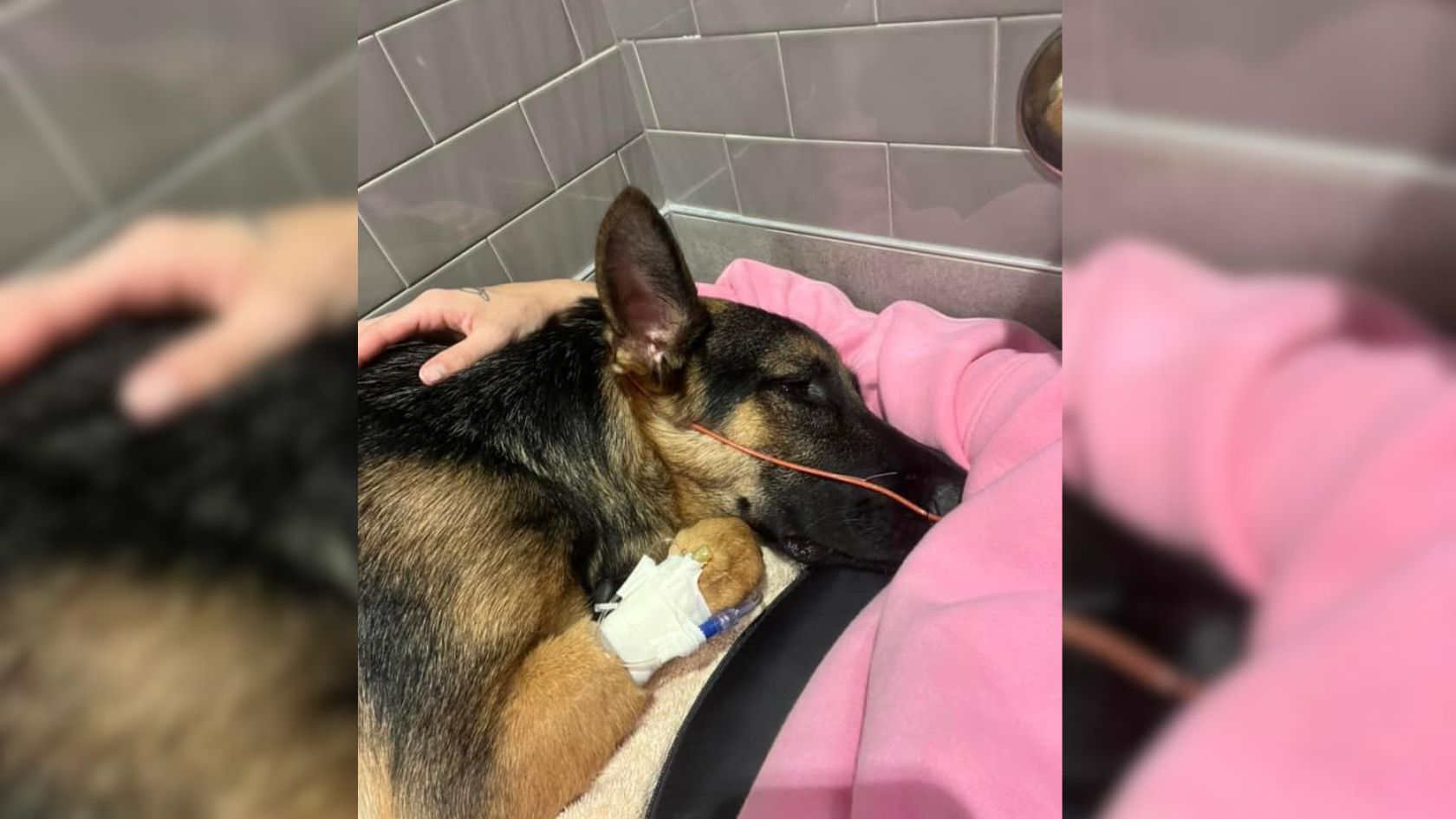 Shelter Staff Refused To Give Up On This Extremely Sick Dog After Her Owners Left Her To Be Euthanized