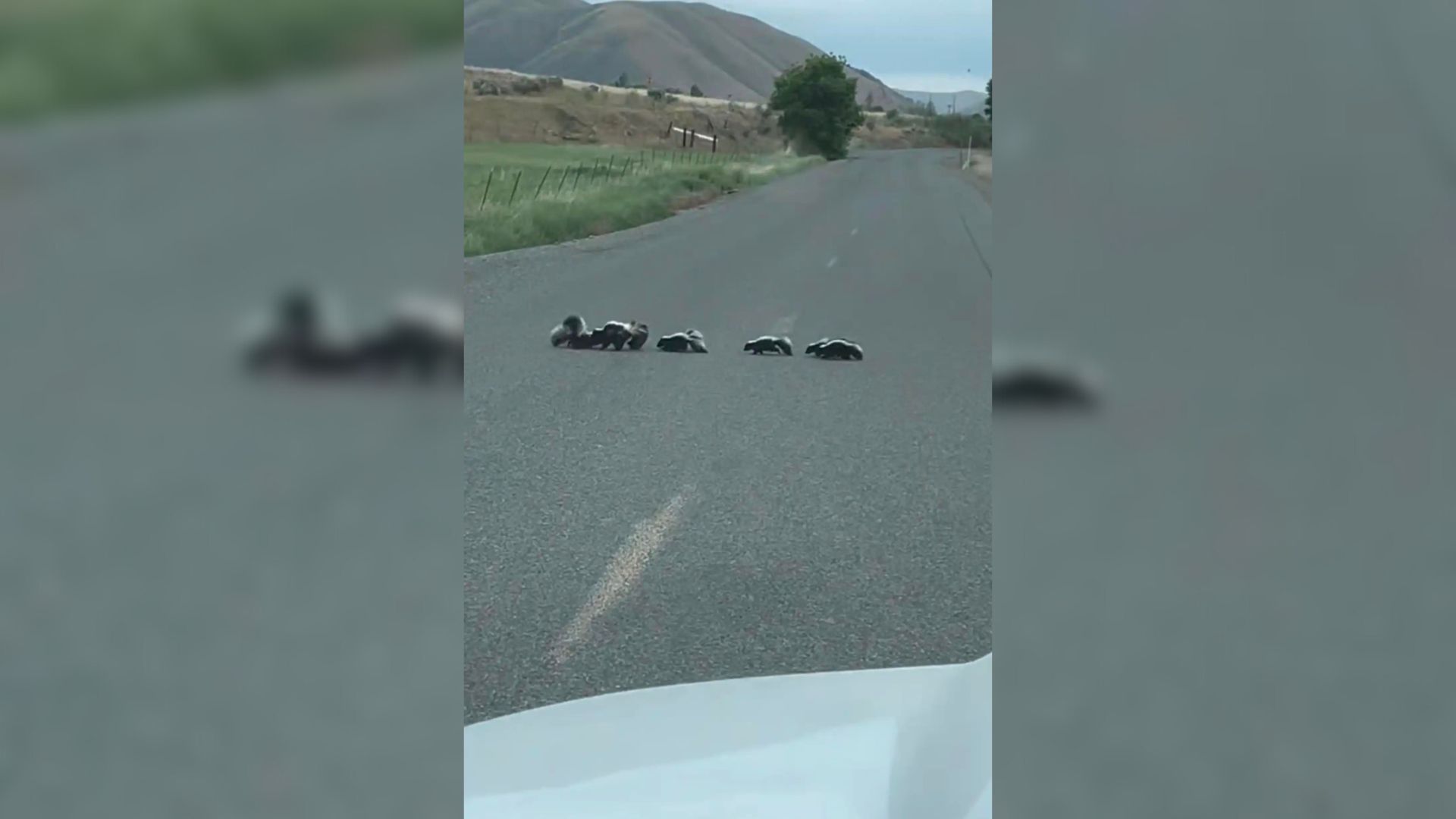 Sheriff Ran Into A Cute Little Family On The Road – “It Was Like Watching A Cartoon”