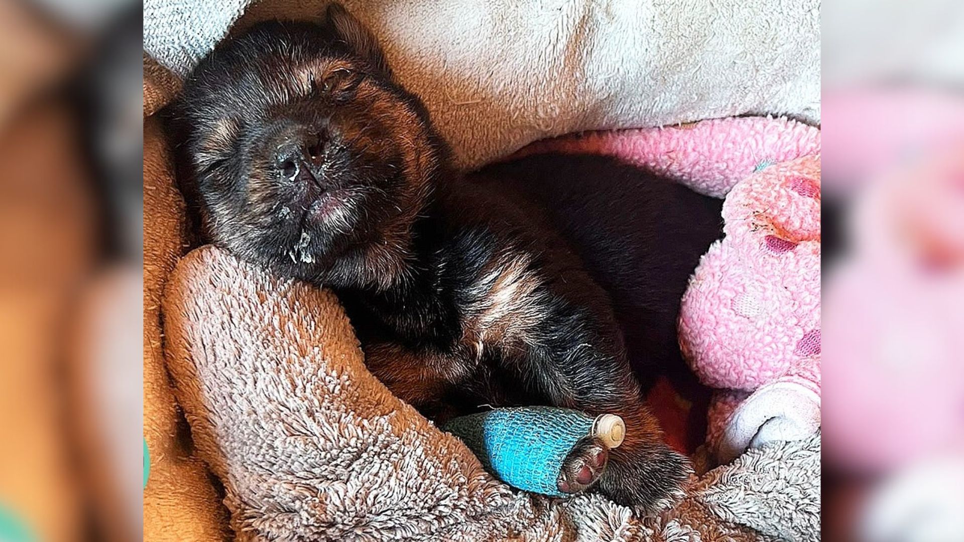 Sick Puppy That Had Zero Chance To Survive Lives The Best Life Now