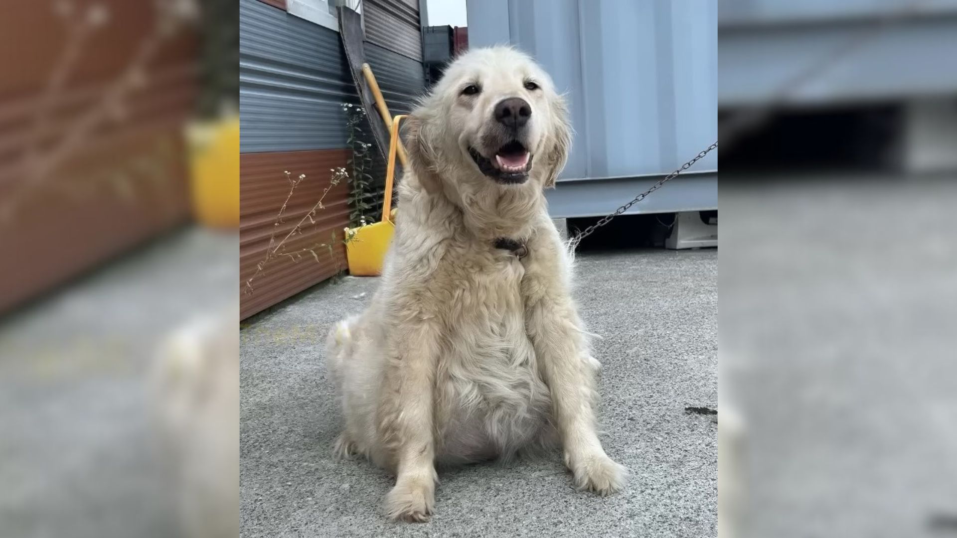 Smiling Guard Dog Tied To A Factory Had An Enormous Belly But It Turned Out She Wasn’t Pregnant