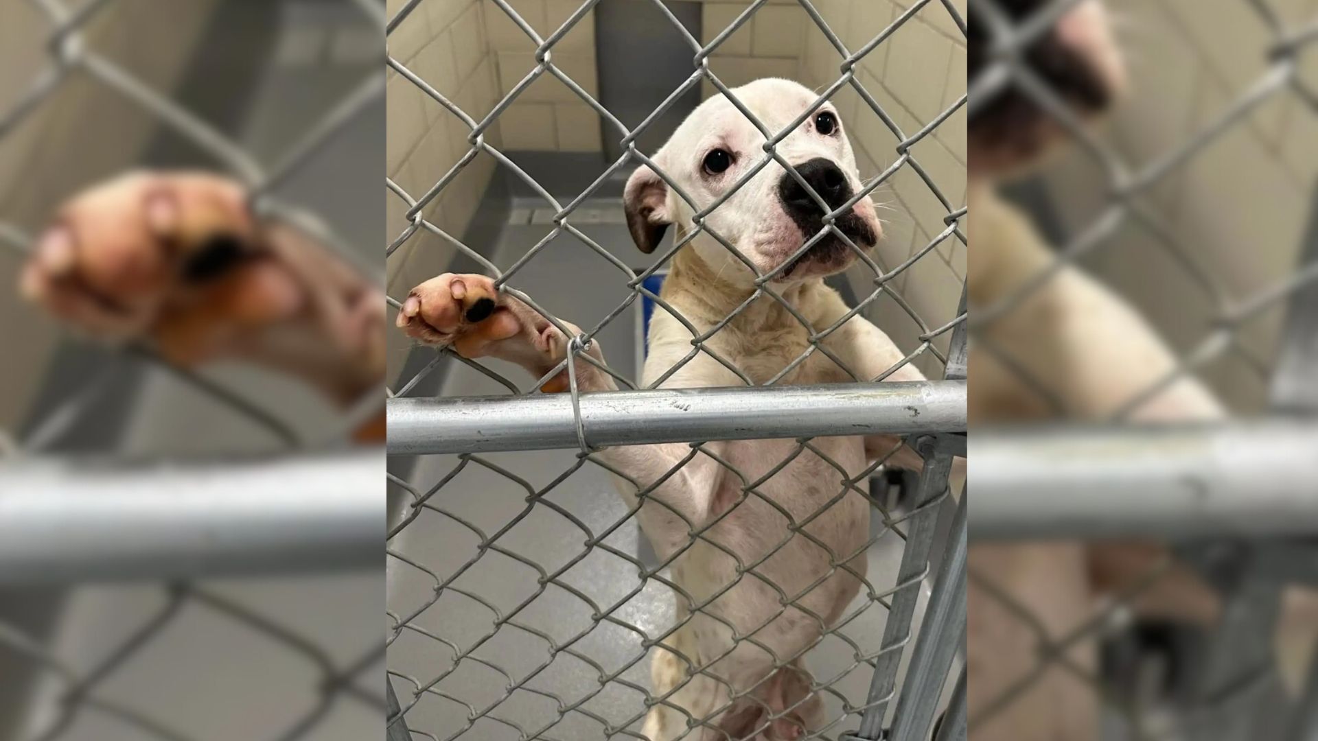 Sorrowful Shelter Pup Kept Sticking His Paws Through The Kennel Bars, Pleading A Family To Take Him Home