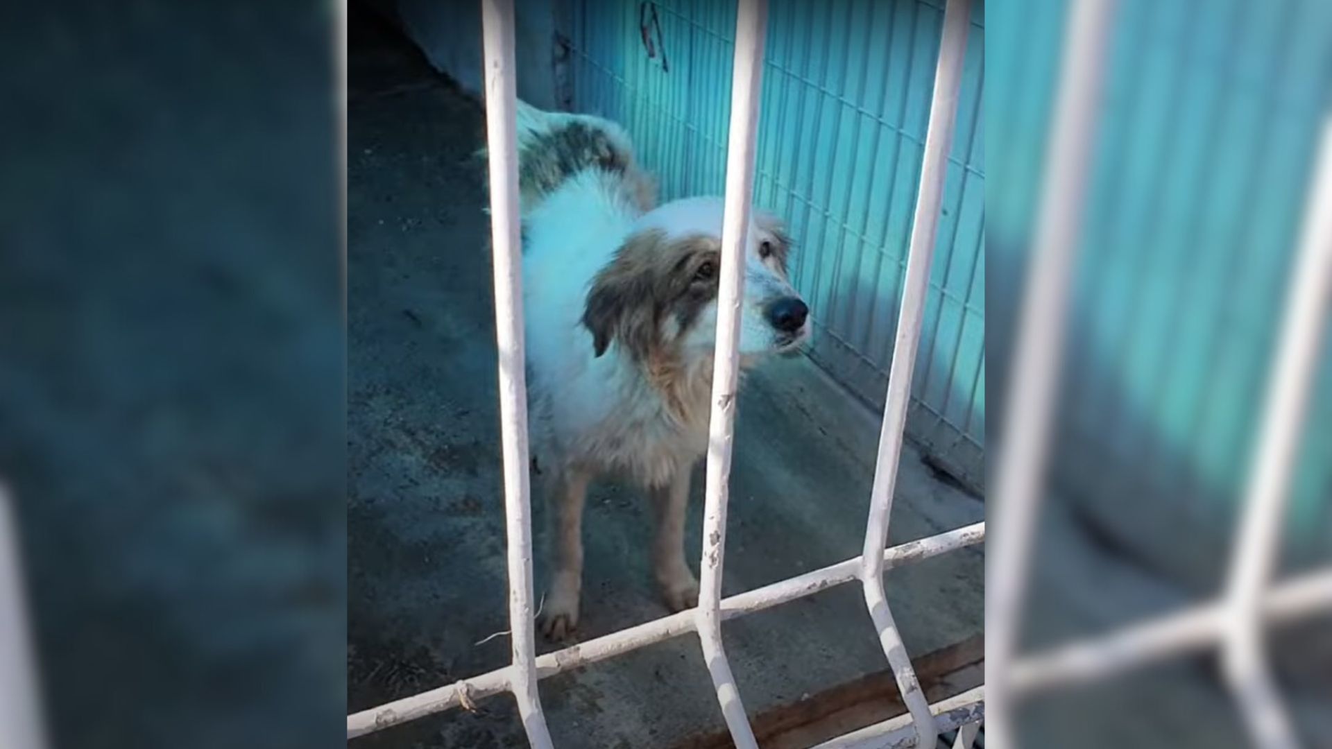 Stray Dog With Heartbreaking Diagnosis Makes Miraculous Recovery And Finds Loving Home