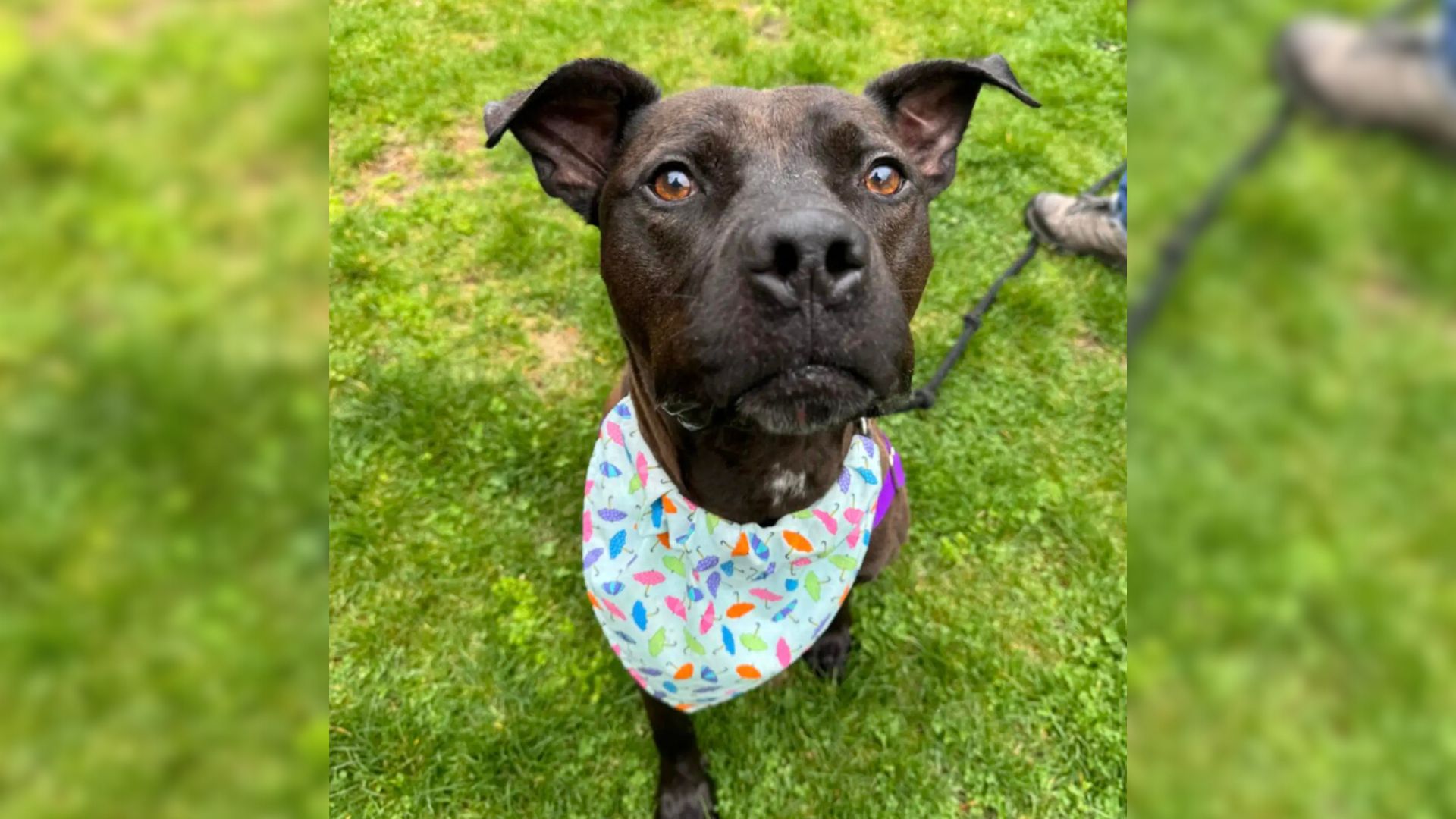 Shelter Pup From Pennsylvania Who Spent Over 1000 Days At The Shelter Was Starting To Lose Hope