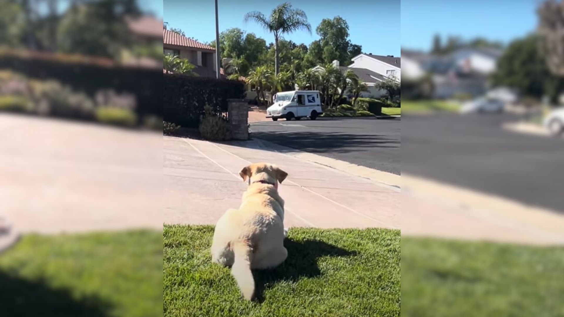 Sweet Labrador’s Daily Ritual With Her Favorite Mail Lady Melts Everyone’s Hearts